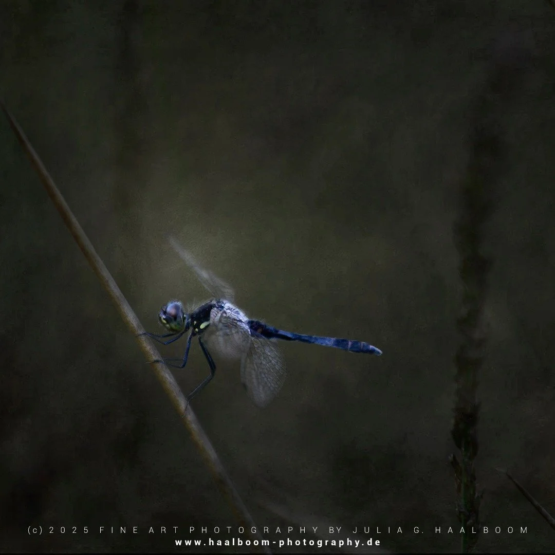 Fine Art Photography - The Silent Art of Seeing
Exclusive Fine Art Photography for those who sense depth, stillness and aesthetic clarity

*Handcrafted Fine Art &ndash; no AI*

#oldmasterfineartlook
#hamburg
#dragonfly
#colorfineart
#haalboom_photogr