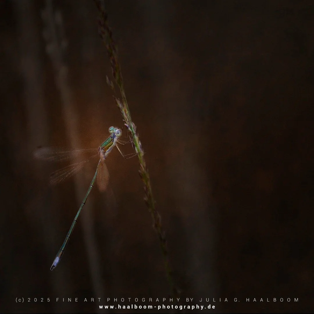 Fine Art Photography - The Silent Art of Seeing
Exclusive Fine Art Photography for those who sense depth, stillness and aesthetic clarity

*Handcrafted Fine Art &ndash; no AI*

#oldmasterfineartlook
#hamburg
#dragonfly 
#colorfineart
#haalboom_photog