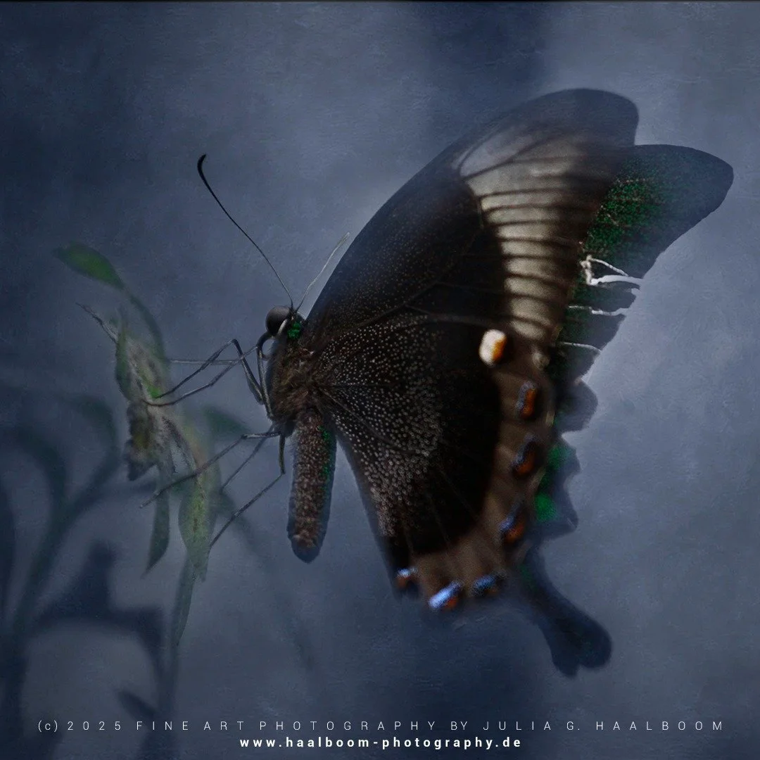 Fine Art Photography - The Silent Art of Seeing
Exclusive Fine Art Photography for those who sense depth, stillness and aesthetic clarity

*Handcrafted Fine Art &ndash; no AI*

#oldmasterfineartlook
#hamburg
#butterfly
#colorfineart
#haalboom_photogr