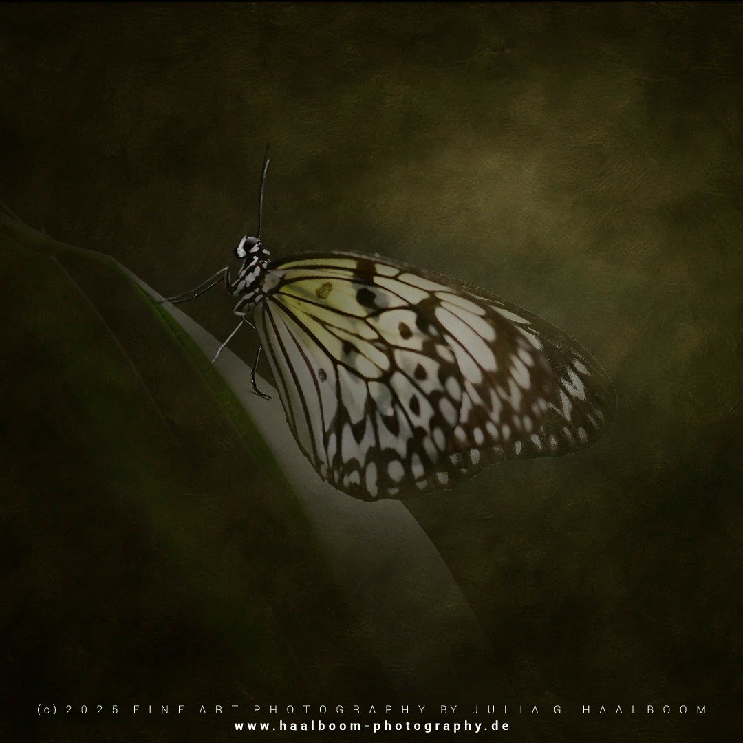 Fine Art Photography - The Silent Art of Seeing
Exclusive Fine Art Photography for those who sense depth, stillness and aesthetic clarity

*Handcrafted Fine Art &ndash; no AI*

#oldmasterfineartlook
#hamburg
#butterfly
#colorfineart
#haalboom_photogr