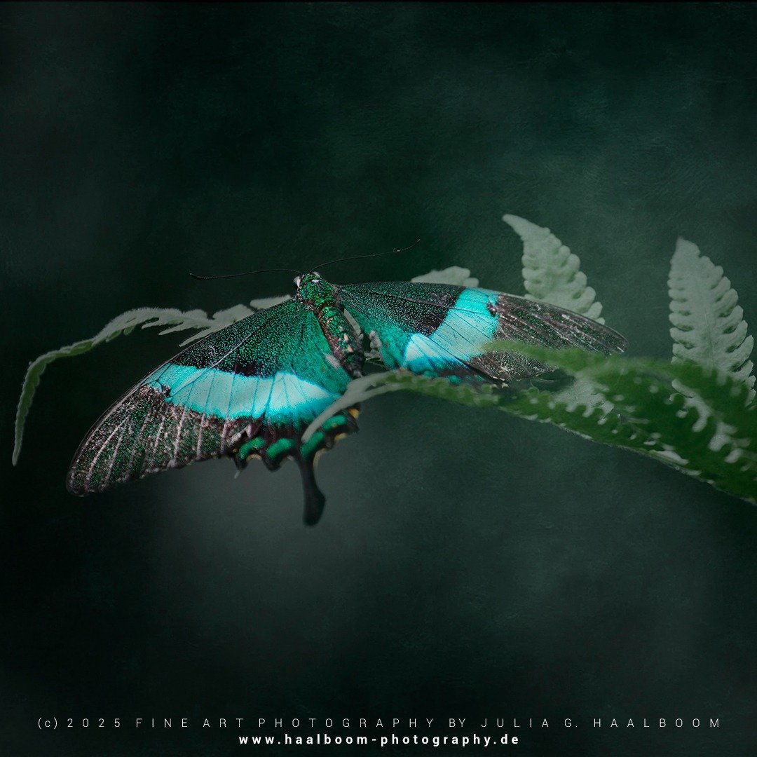 Fine Art Photography - The Silent Art of Seeing
Exclusive Fine Art Photography for those who sense depth, stillness and aesthetic clarity

*Handcrafted Fine Art &ndash; no AI*

#oldmasterfineartlook
#hamburg
#butterfly
#colorfineart
#haalboom_photogr