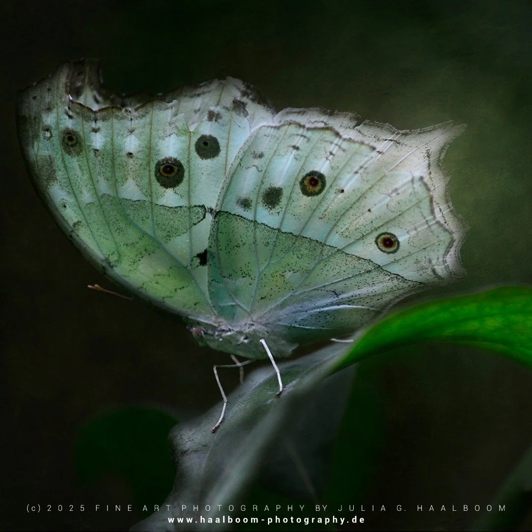 Fine Art Photography - The Silent Art of Seeing
Exclusive Fine Art Photography for those who sense depth, stillness and aesthetic clarity

*Handcrafted Fine Art &ndash; no AI*

#oldmasterfineartlook
#hamburg
#butterfly
#colorfineart
#haalboom_photogr