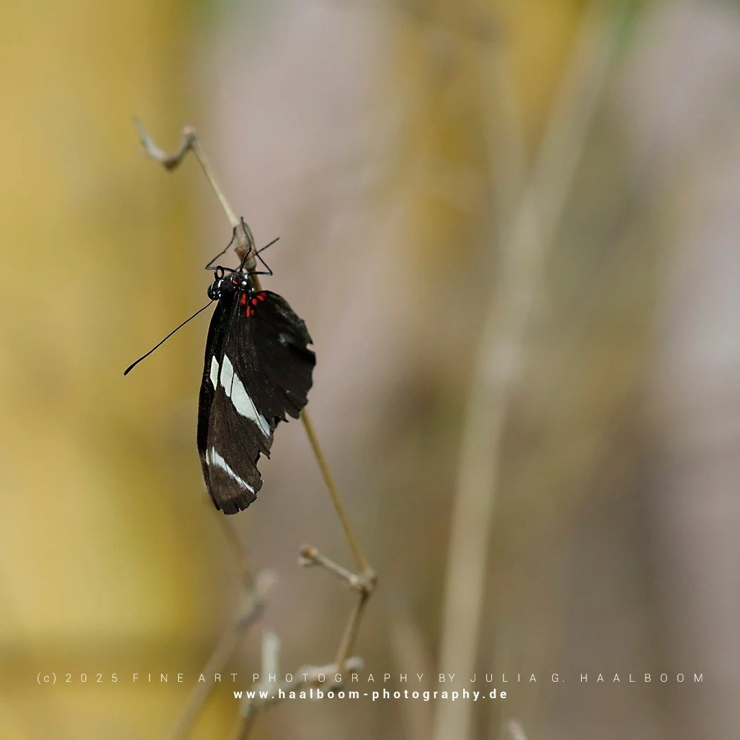 Fine Art Photography - The Silent Art of Seeing
Exclusive Fine Art Photography for those who sense depth, stillness and aesthetic clarity

#hamburg
#butterfly 
#colorfineart
#haalboom_photography
#fineart
#dieanderesichtderdinge
#triptychon
#haalboom