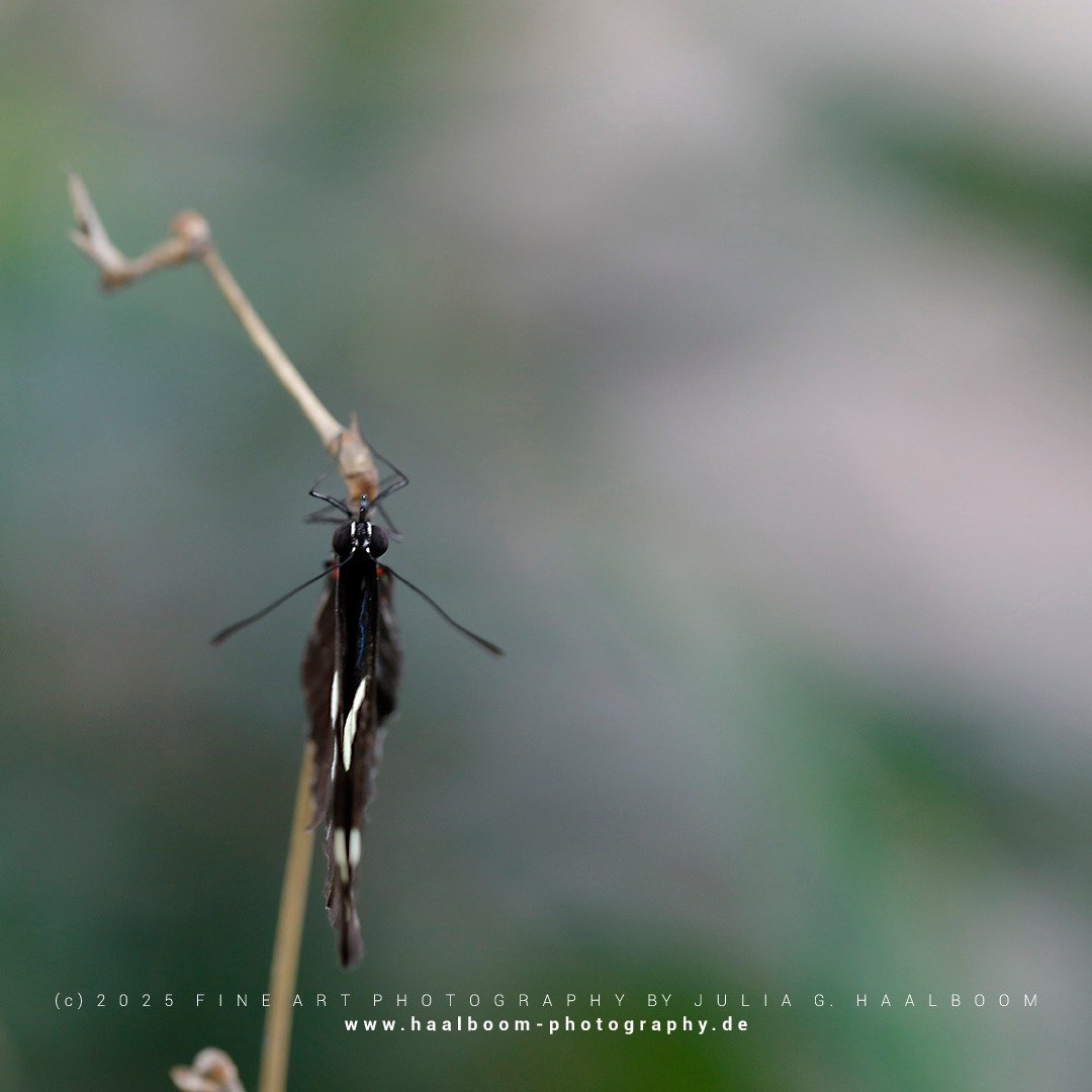 Fine Art Photography - The Silent Art of Seeing
Exclusive Fine Art Photography for those who sense depth, stillness and aesthetic clarity

#hamburg
#butterfly 
#colorfineart
#haalboom_photography
#fineart
#dieanderesichtderdinge
#triptychon
#haalboom