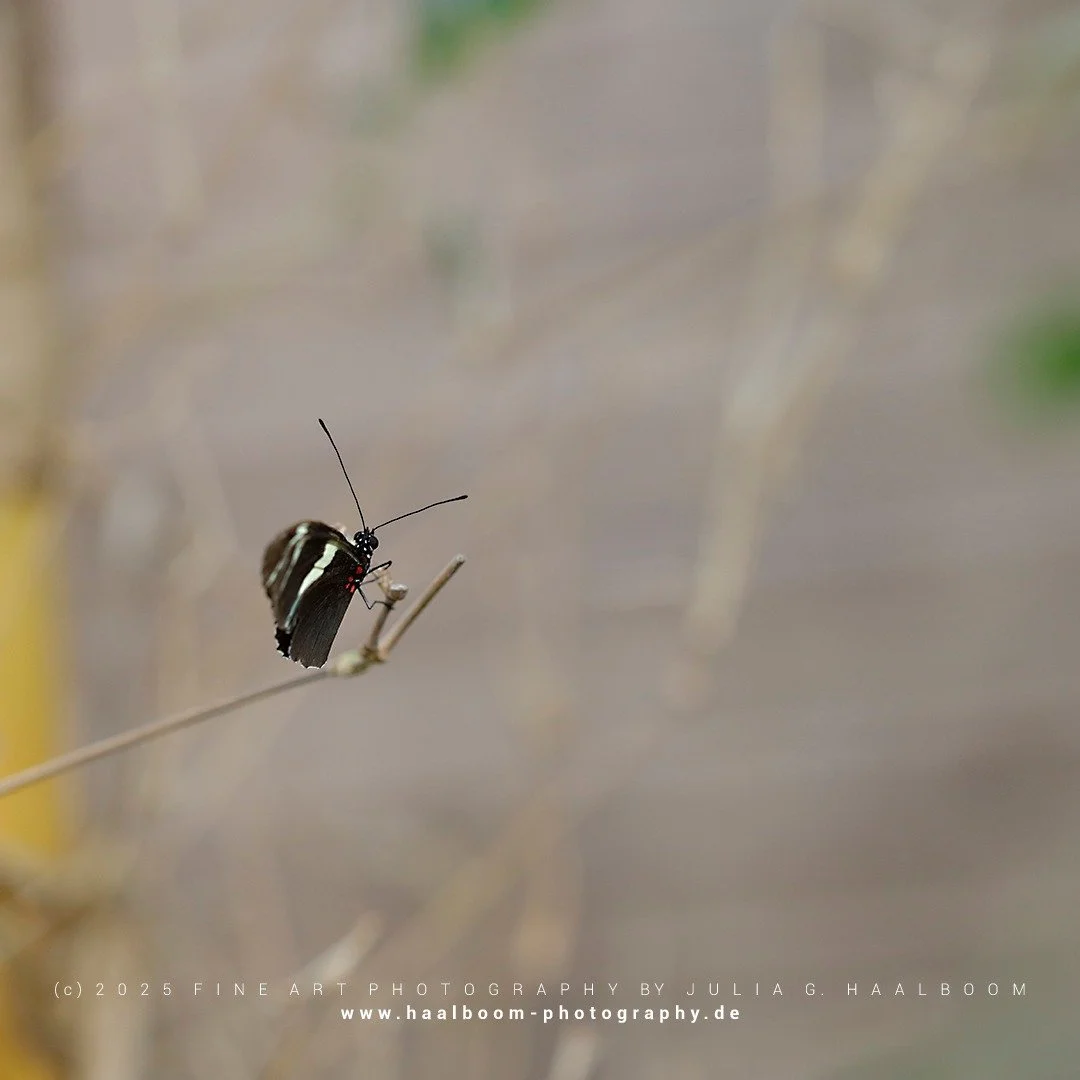 Fine Art Photography - The Silent Art of Seeing
Exclusive Fine Art Photography for those who sense depth, stillness and aesthetic clarity

#hamburg
#butterfly 
#colorfineart
#haalboom_photography
#fineart
#dieanderesichtderdinge
#triptychon
#haalboom