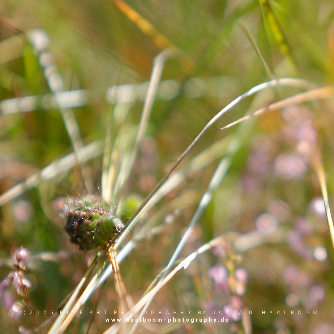 Fine Art Photography - The Silent Art of Seeing
Exclusive Fine Art Photography for those who sense depth, stillness and aesthetic clarity

*ROLLERCOASTER*

#kleines_nachtpfauenauge 
#caterpillar 
#tister_bauernmoor 
#hamburg
#colorfineart
#haalboom_p