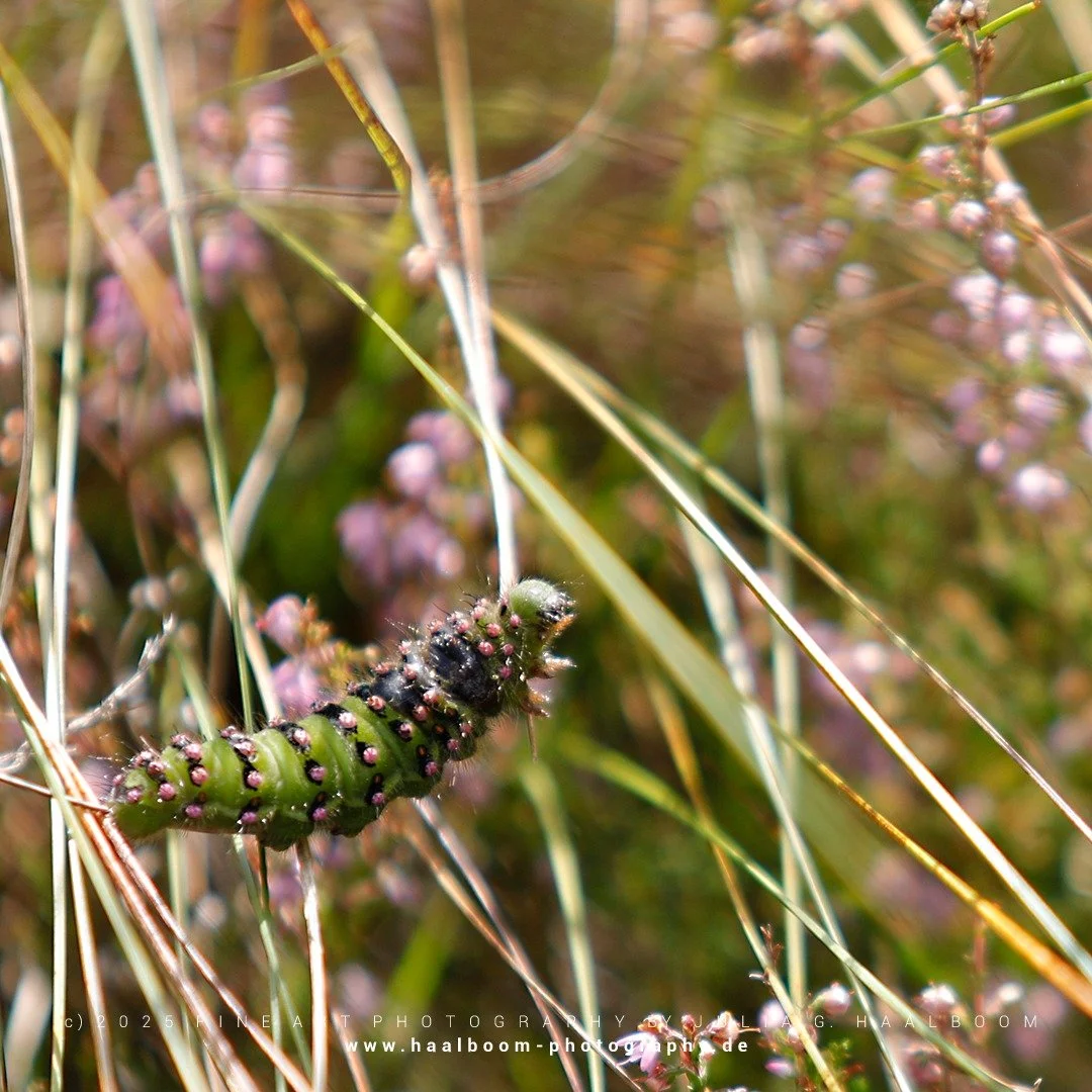 Fine Art Photography - The Silent Art of Seeing
Exclusive Fine Art Photography for those who sense depth, stillness and aesthetic clarity

*ROLLERCOASTER*

#kleines_nachtpfauenauge 
#caterpillar 
#tister_bauernmoor 
#hamburg
#colorfineart
#haalboom_p