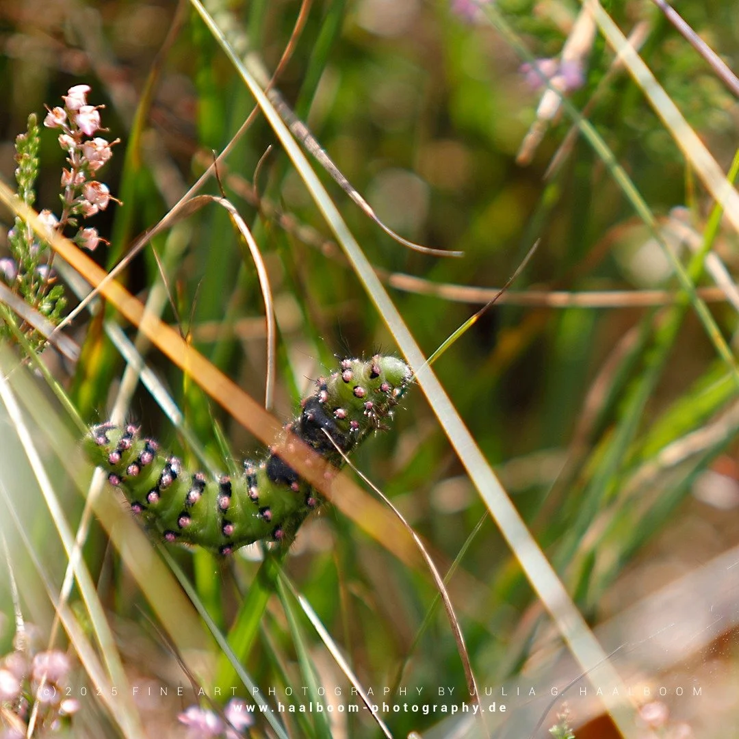 Fine Art Photography - The Silent Art of Seeing
Exclusive Fine Art Photography for those who sense depth, stillness and aesthetic clarity

*ROLLERCOASTER*

#kleines_nachtpfauenauge 
#caterpillar 
#tister_bauernmoor 
#hamburg
#colorfineart
#haalboom_p