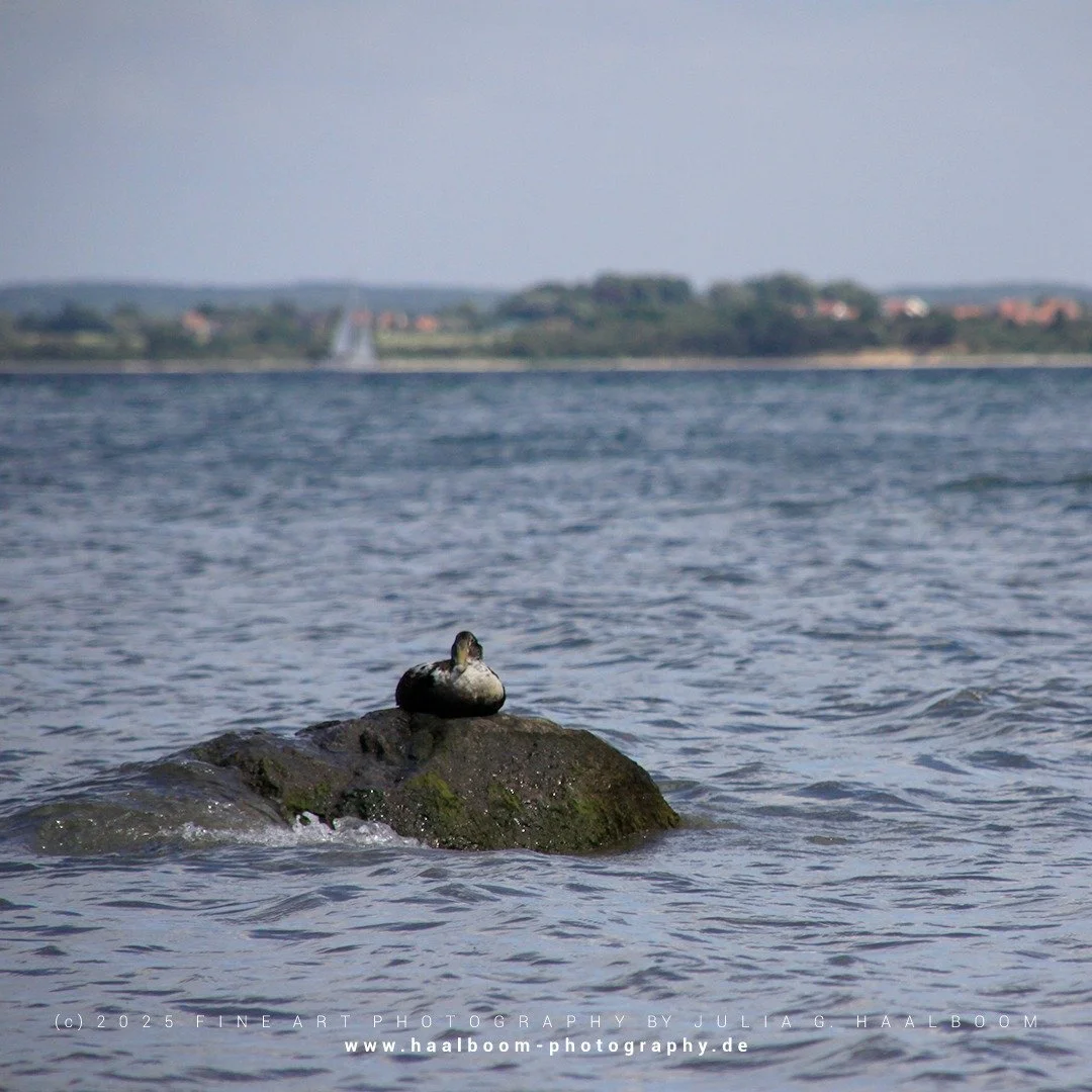 Fine Art Photography - The Silent Art of Seeing
Exclusive Fine Art Photography for those who sense depth, stillness and aesthetic clarity

#hamburg
#colorfineart
#haalboom_photography
#fineart
#dieanderesichtderdinge
#nature
#sommer
#summer
#balticse