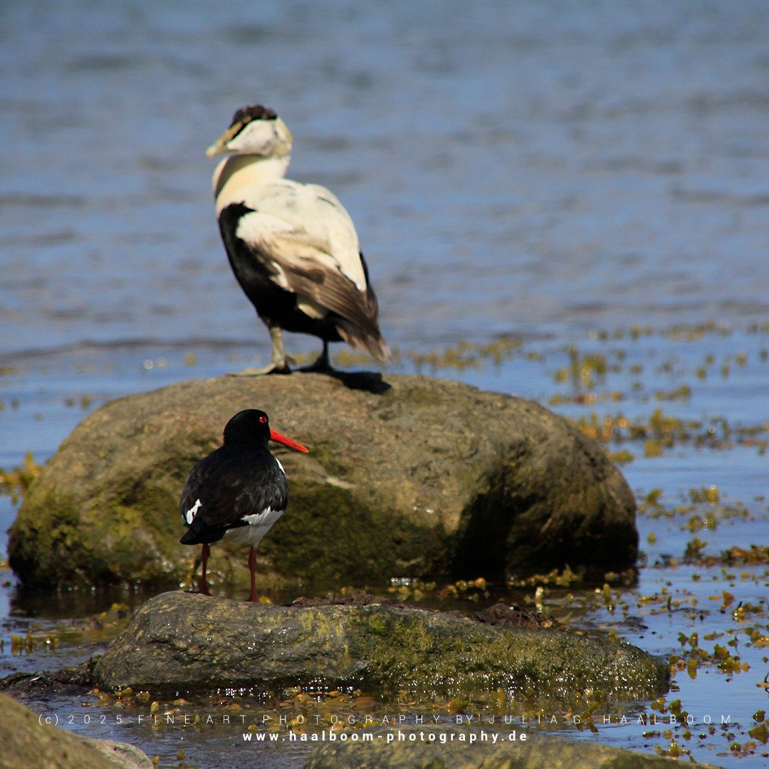 Fine Art Photography - The Silent Art of Seeing
Exclusive Fine Art Photography for those who sense depth, stillness and aesthetic clarity

#hamburg
#colorfineart
#haalboom_photography
#fineart
#dieanderesichtderdinge
#nature
#sommer
#summer
#balticse
