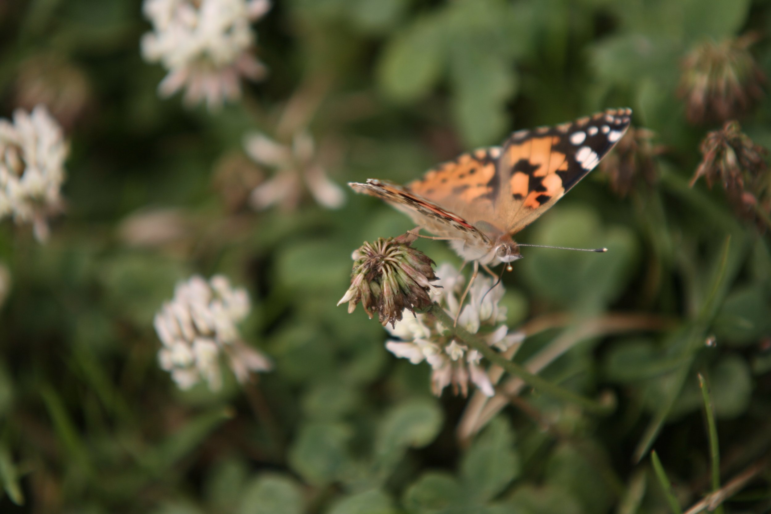 Ein Schmetterling mit orange, schwarz und weißen Flügeln auf einer weißen Blüte, umgeben von grünem Laub.