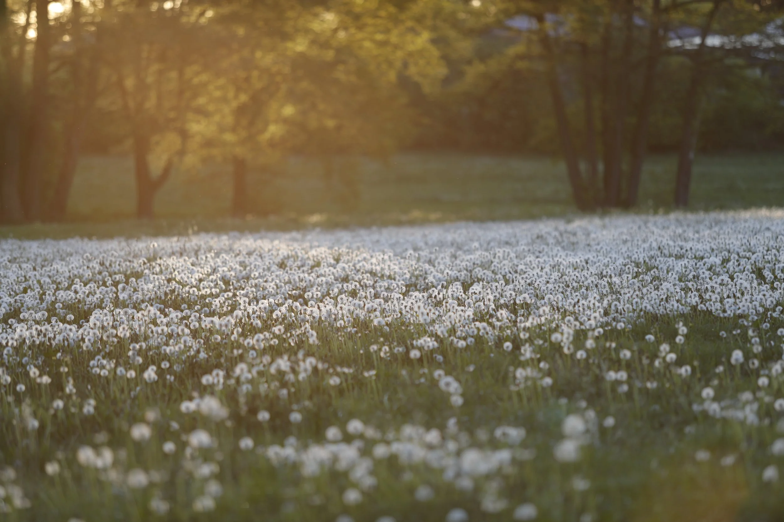 Ein Blumenfeld mit weißen Blumen im Vordergrund und Bäumen im Hintergrund, bei Sonnenuntergang oder am frühen Morgen.