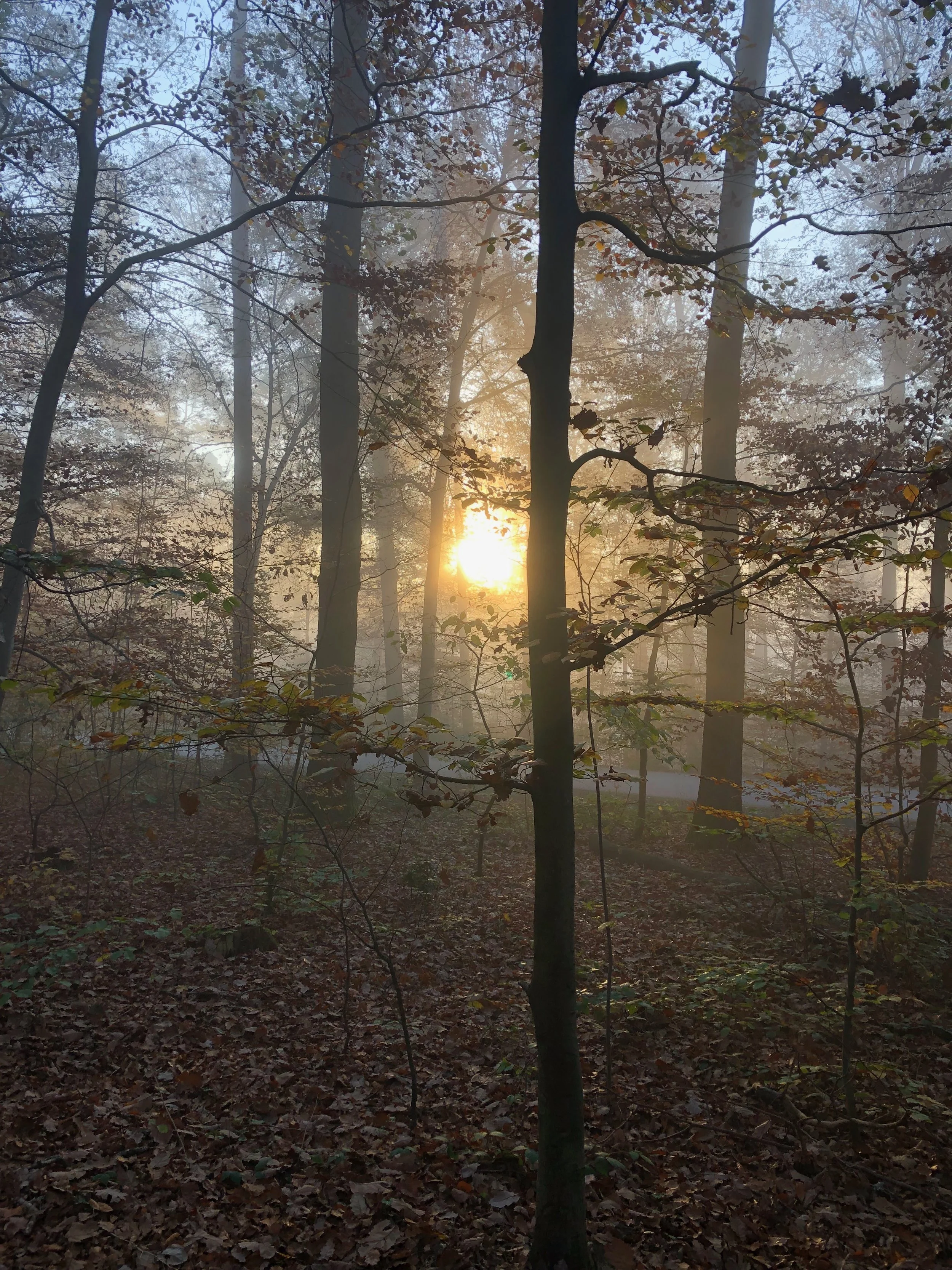 Nebel im Wald bei Sonnenaufgang, Bäume mit herbstlichen Blättern, Blätter auf dem Boden.