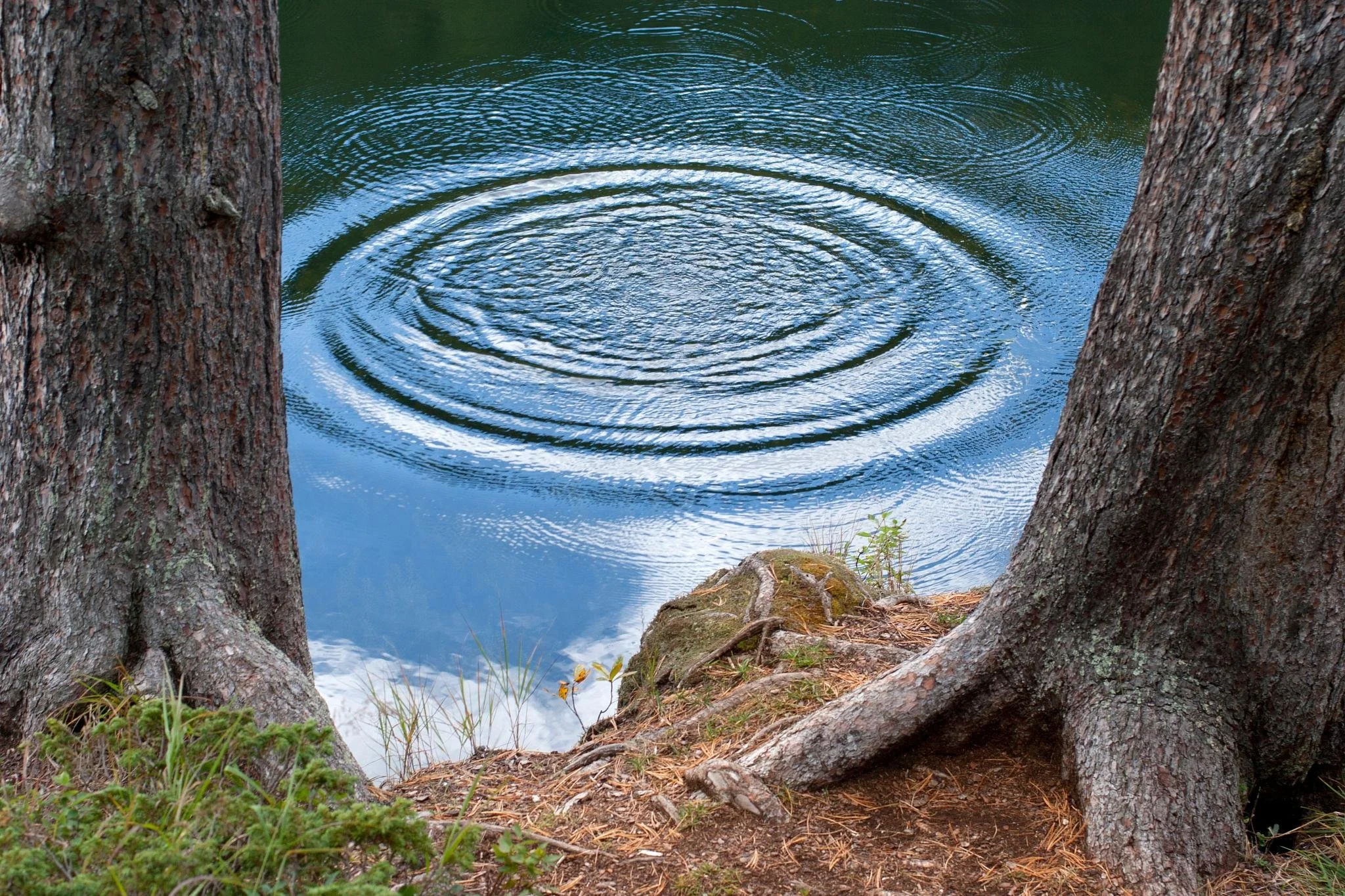 View of a peaceful lake with ripples on the water's surface, framed by two large tree trunks and some small plants at the edge of the shore.