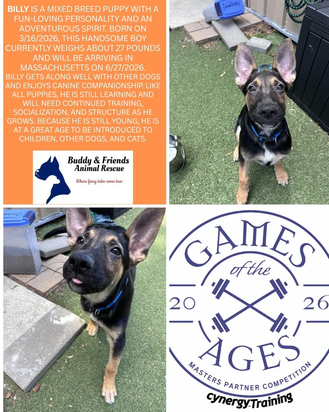 We will be sharing some of Buddy and Friends Adoptable Dogs! 
Meet BILLY! 
Please consider sponsoring to keep the wonderful work they do going! DEADLINE TO SPONSOR IS 7/19!
Sponsoring includes: 
* Social media shout out
* Logo on the back of our even
