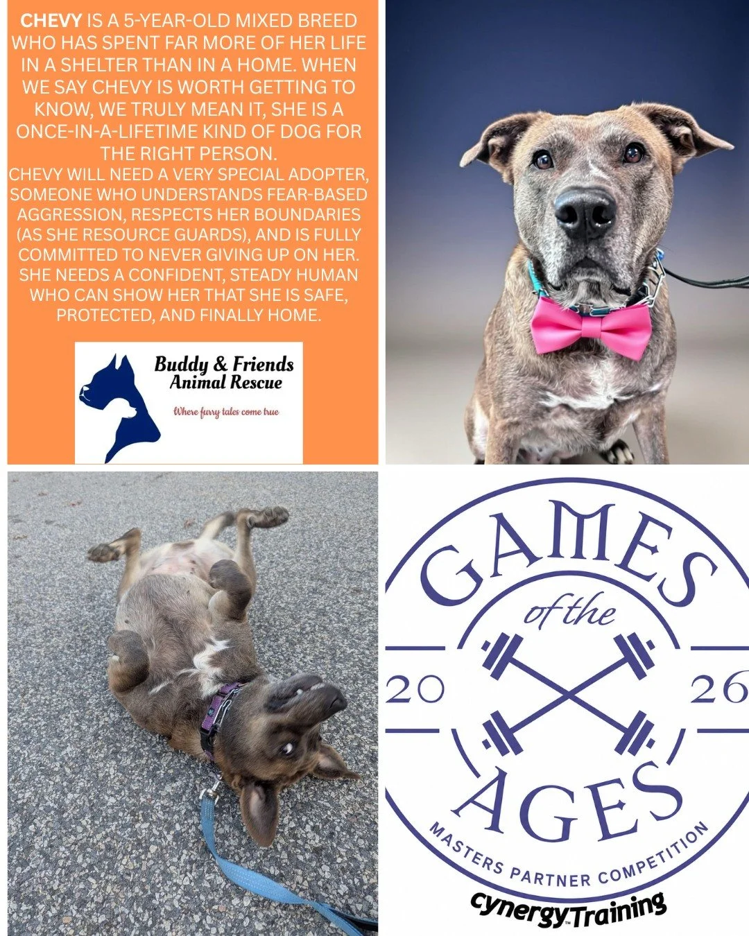 We will be sharing some of Buddy and Friends Adoptable Dogs! 
Meet CHEVY! 
Please consider sponsoring to keep the wonderful work they do going! DEADLINE TO SPONSOR IS 7/19!
Sponsoring includes: 
* Social media shout out
* Logo on the back of our even
