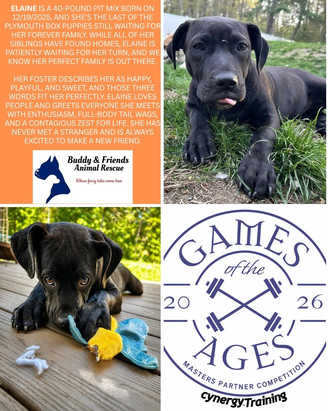 We will be sharing some of Buddy and Friends Adoptable Dogs! 
Meet ELAINE! 
Please consider sponsoring to keep the wonderful work they do going! DEADLINE TO SPONSOR IS 7/19!
Sponsoring includes: 
* Social media shout out
* Logo on the back of our eve