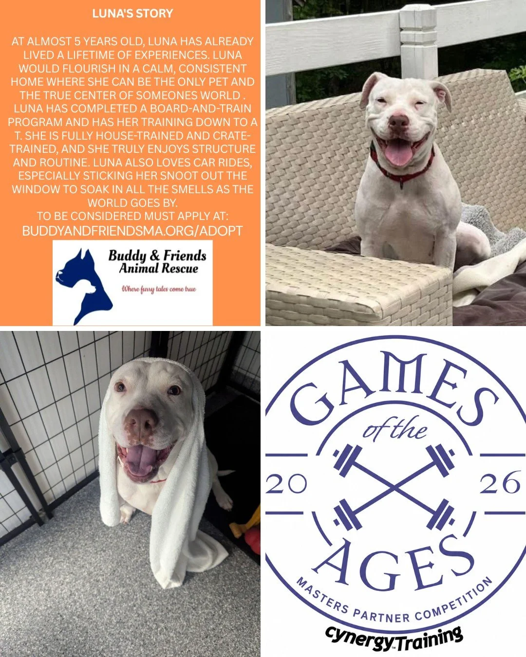 We will be sharing some of Buddy and Friends Adoptable Dogs! 
Meet LUNA! 
Please consider sponsoring to keep the wonderful work they do going! DEADLINE TO SPONSOR IS 7/19!
Sponsoring includes: 
* Social media shout out
* Logo on the back of our event