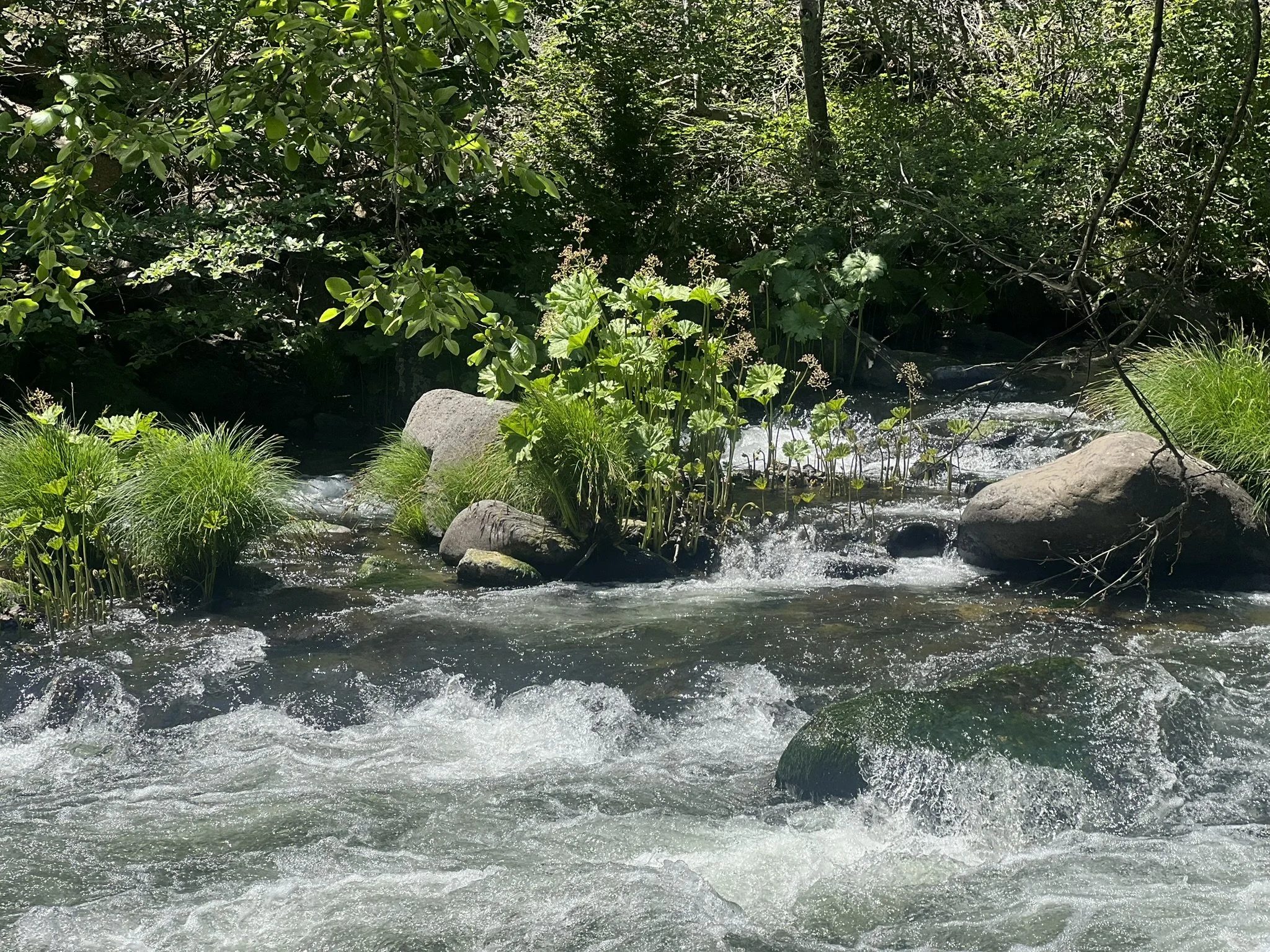 Sound Bath By The Pond
