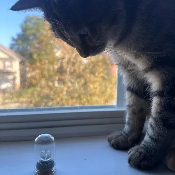 Close-up of a black and gray tabby kitten sitting on a windowsill, looking down at a glass container with a lid, outside view of trees and houses in the background.