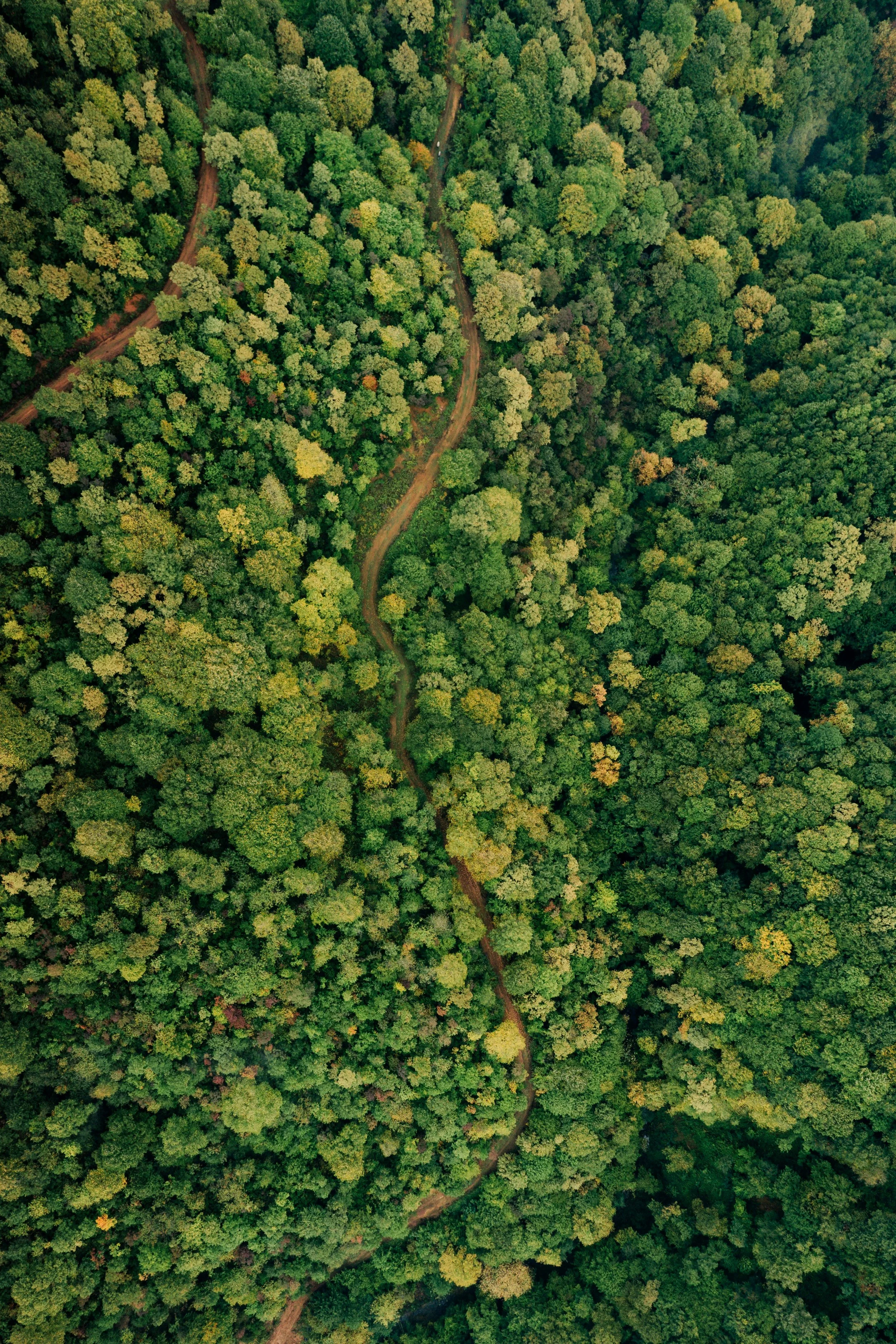 An aerial view of a dense green forest with a winding dirt path cutting through the trees.