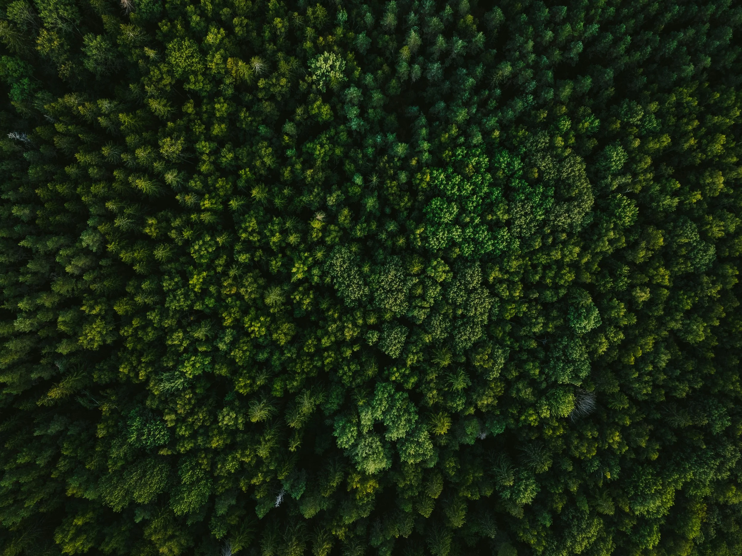 Aerial view of a dense green forest with tall trees.