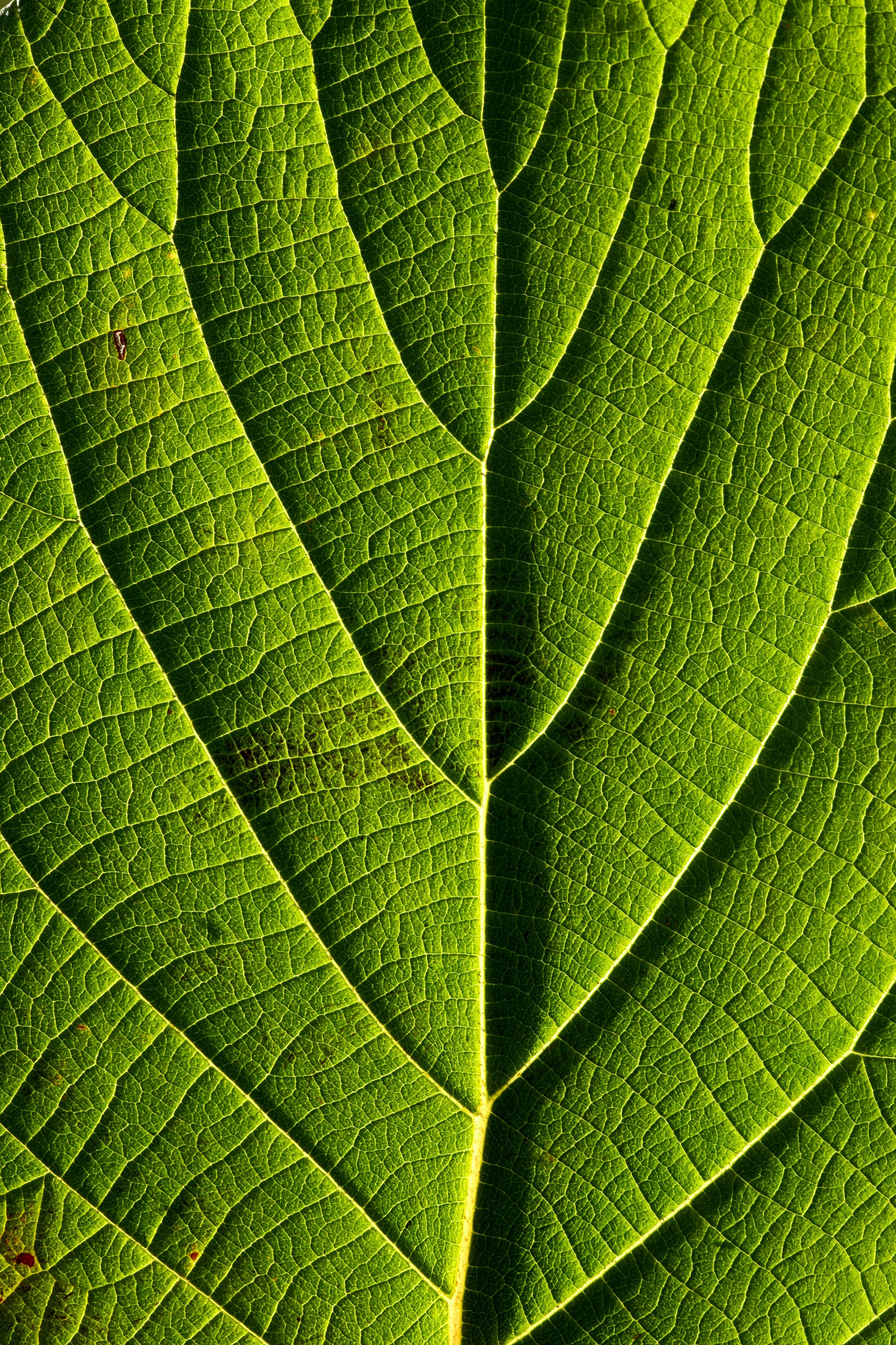 Close-up of a bright green leaf showing detailed veins and textures.
