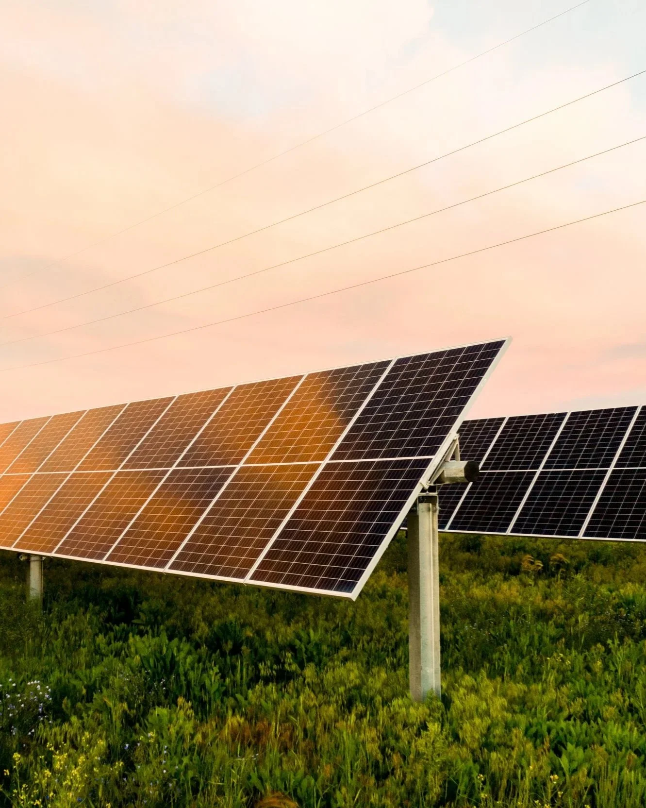 Photograph of solar panels in a green field under a pink sky with clouds.