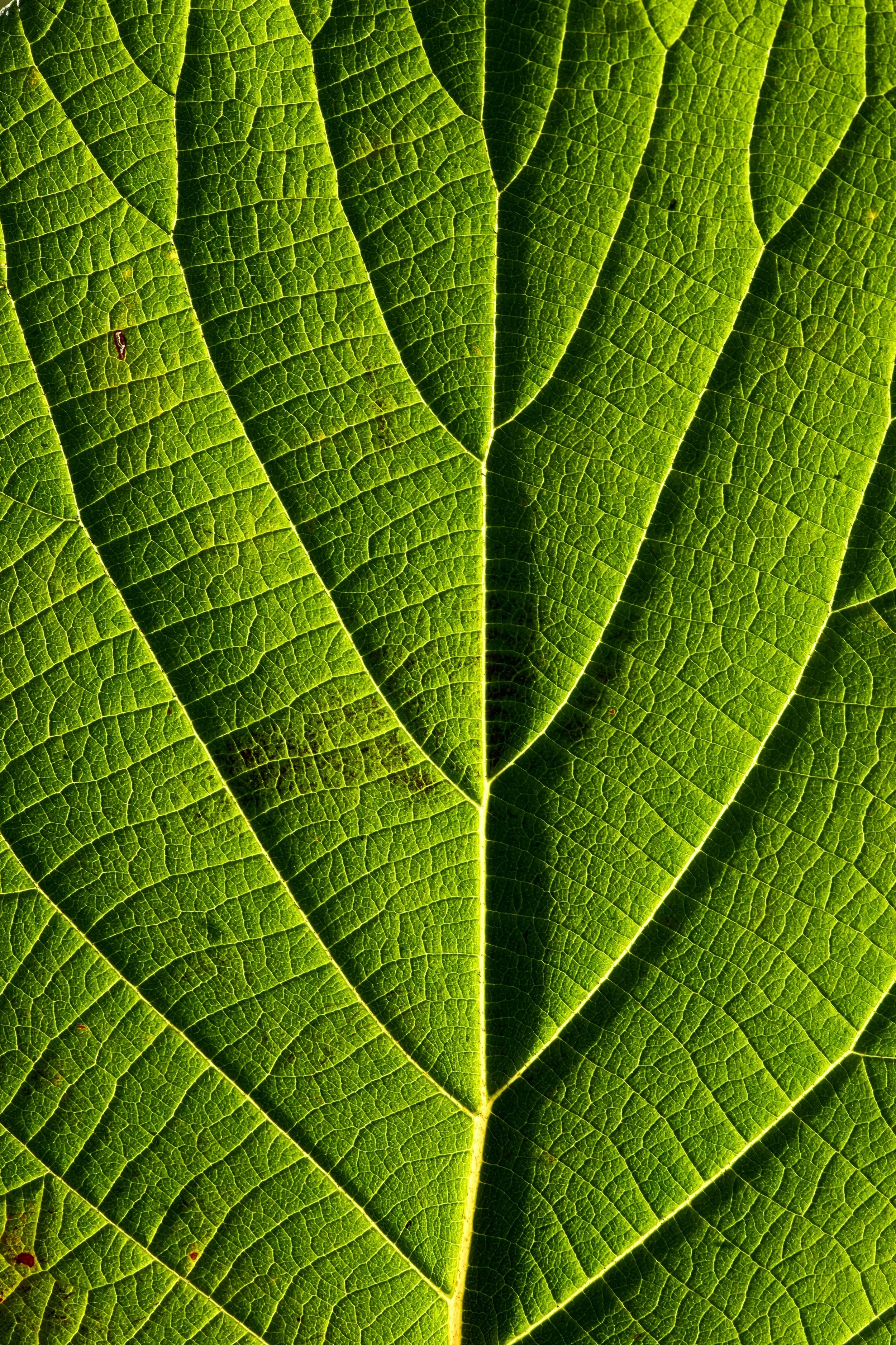 Close-up of a green leaf displaying detailed vein pattern and texture.