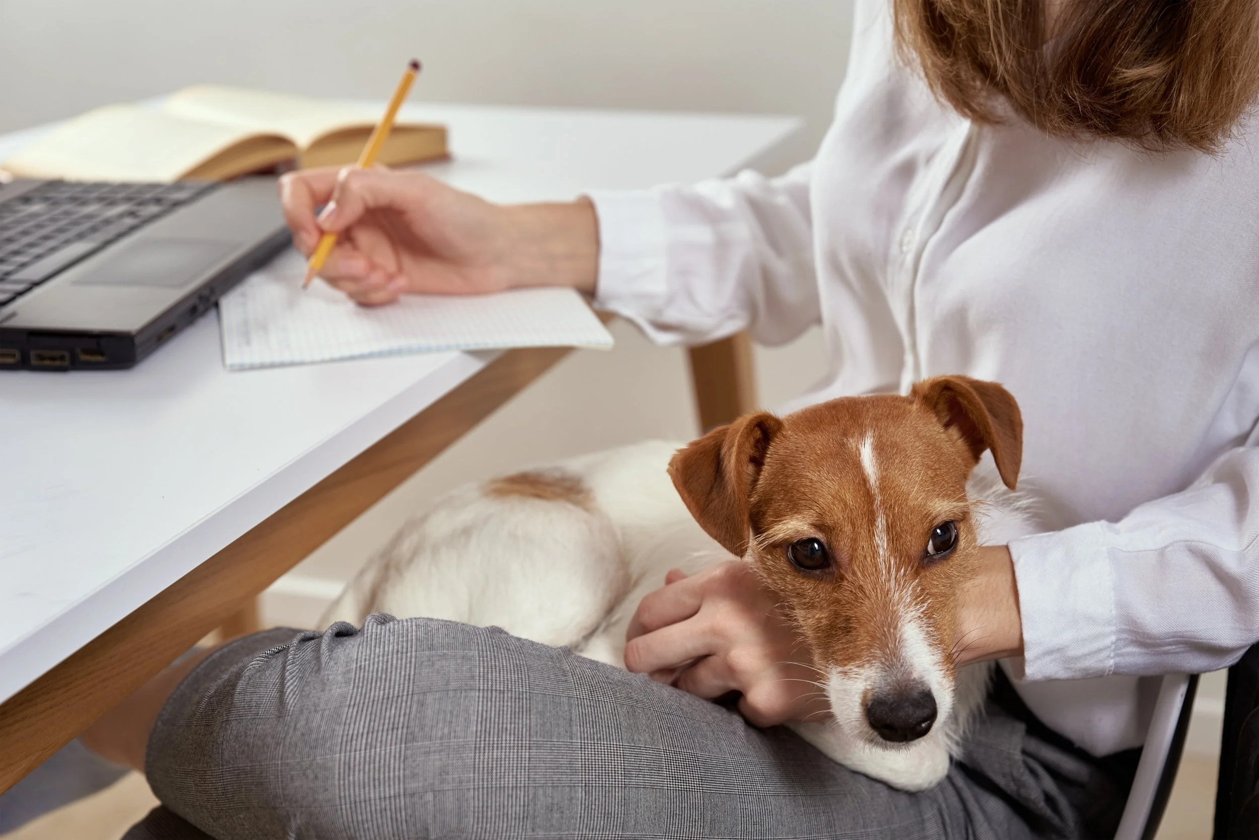 The Best CRMs for Dog Trainers in 2026: How to Choose the Right One