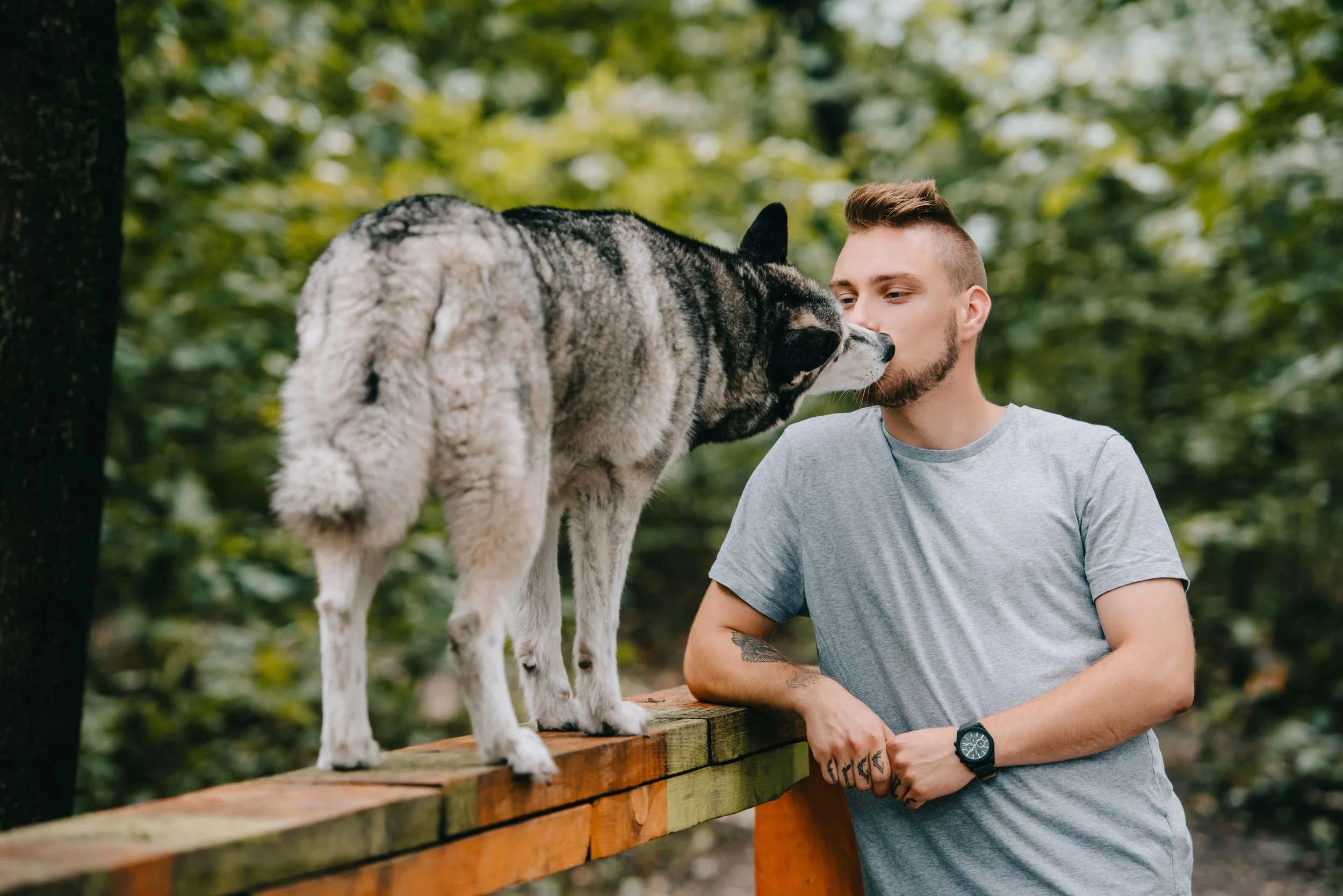 The Most Important Professional Organizations for Fear-Free and R+ Dog Trainers