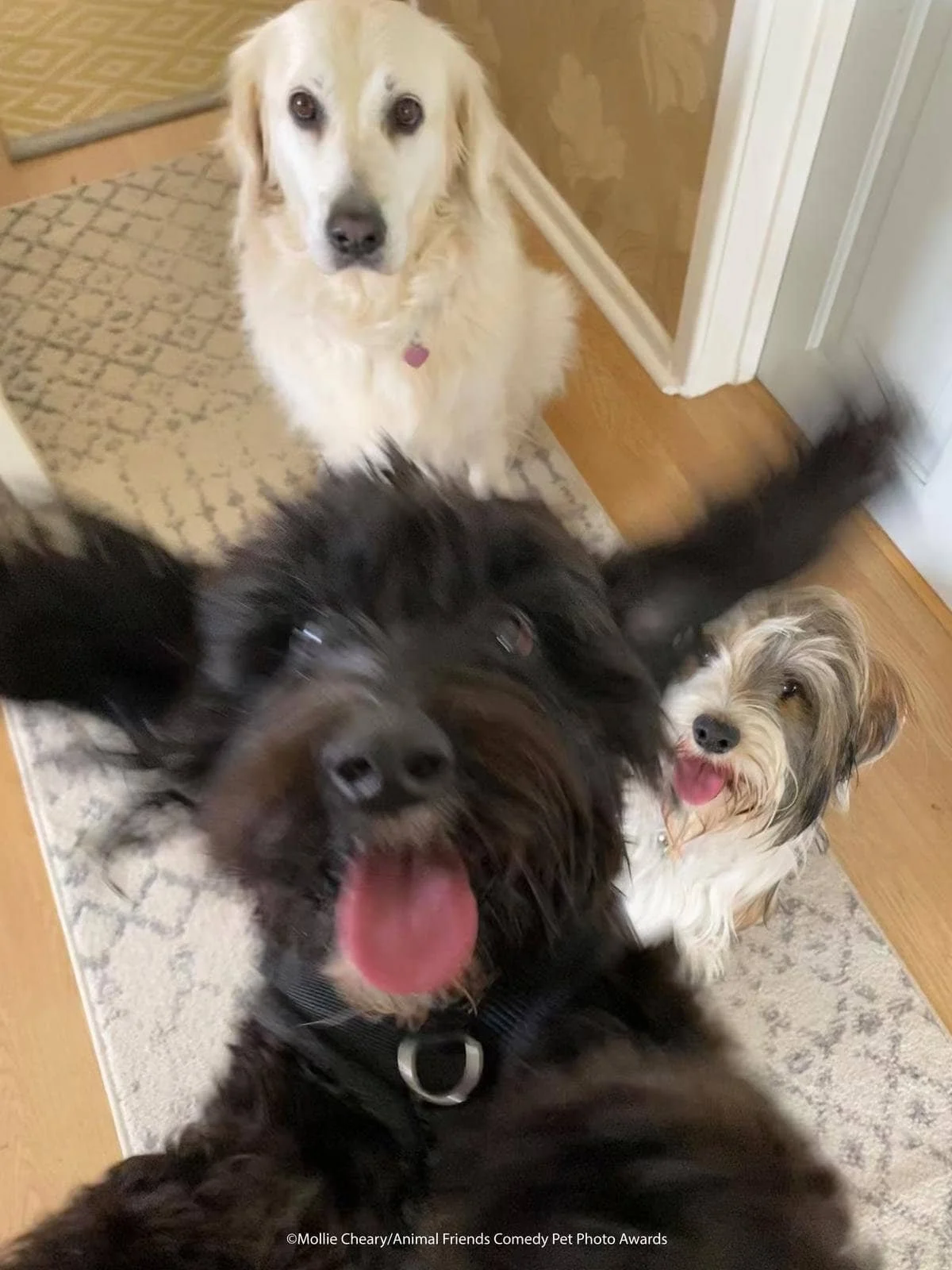 Three dogs looking at the camera, with one dog in the foreground excited and closer, and two others in the background on a rug.
