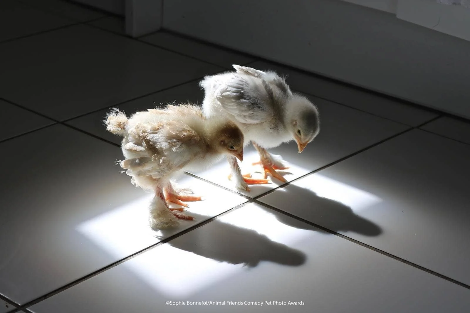 Two baby chickens walking on a white tiled floor with sunlight casting shadows.