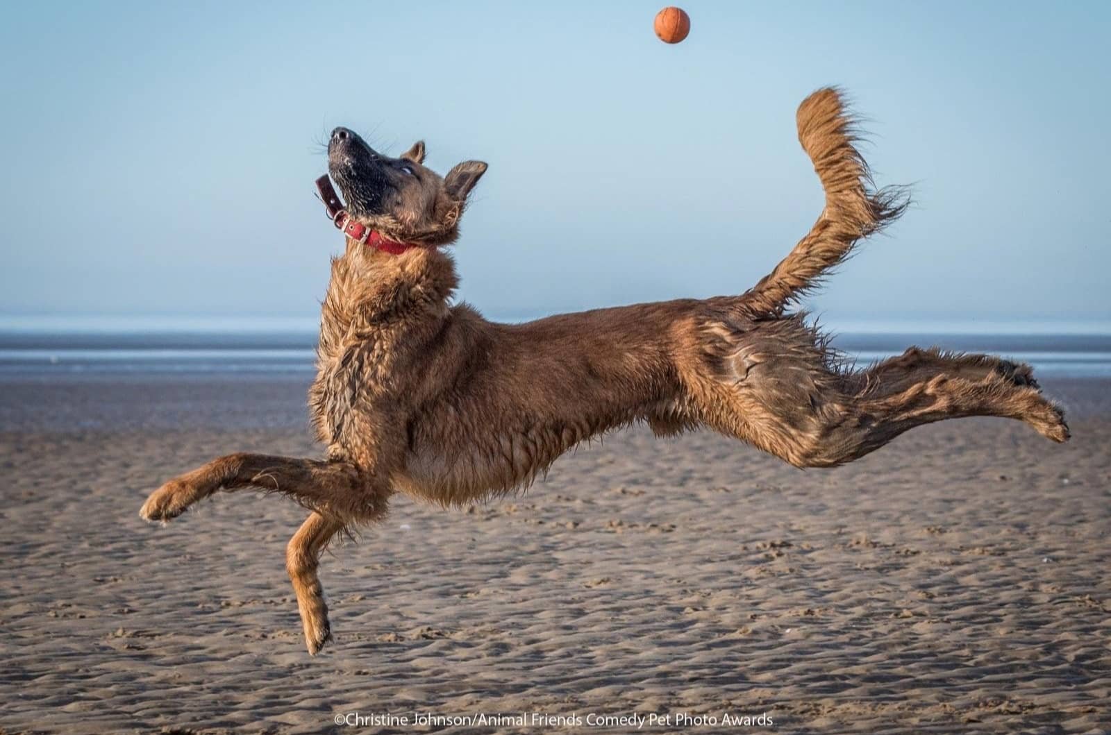 A dog leaping on a sandy beach, trying to catch a ball in mid-air.