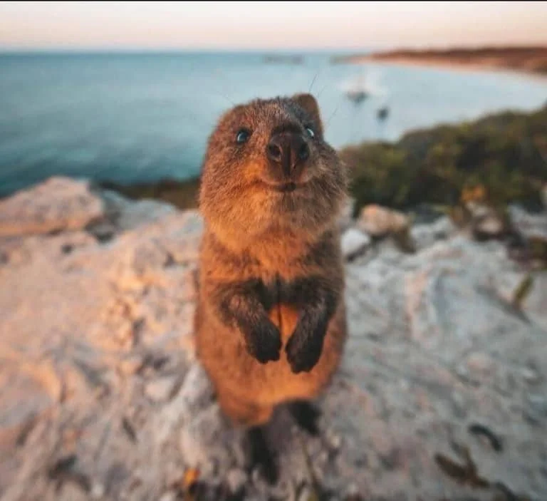 Close-up of a curious otter standing on rocky ground near water, with a blurred shoreline and boat in the background during sunset.