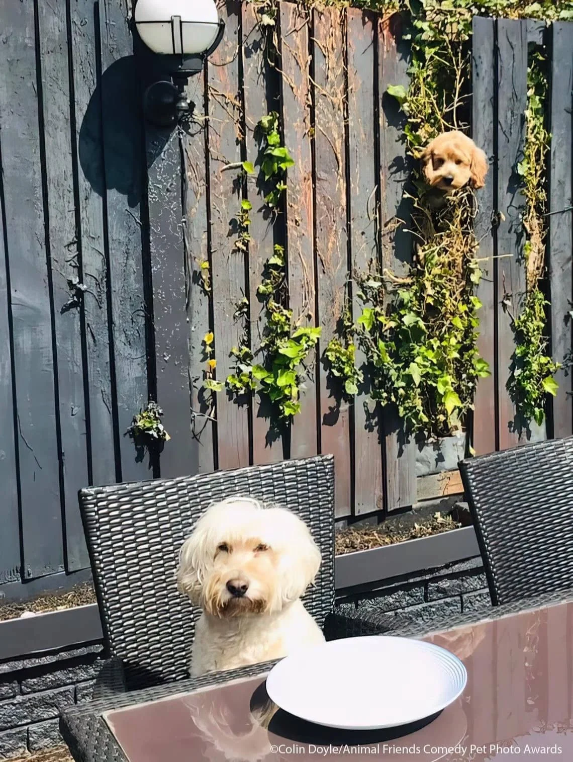 A cream-colored dog sitting at a dining table, with a small tan dog peeking out from a garden wall behind them.