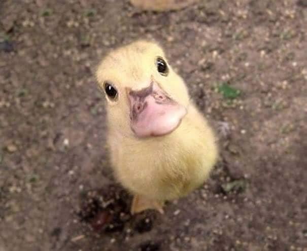 A baby duck with a human face.