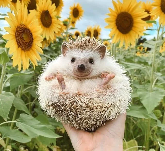 A small, fluffy hedgehog being held in a person's hand in front of a field of tall sunflowers with yellow petals and green leaves.