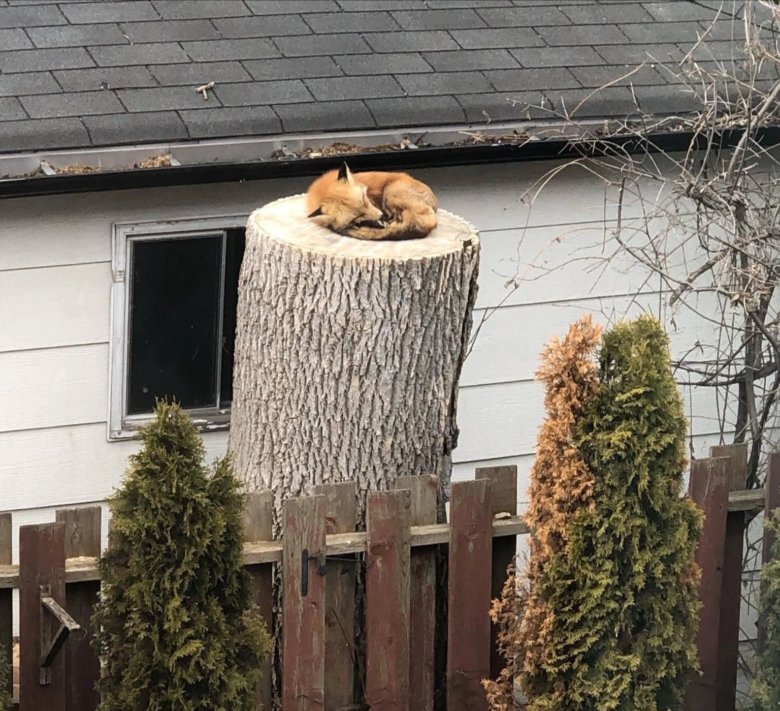 A fox curled up and sleeping on a tree stump in a backyard, with a white house, a small window, and a wooden fence with evergreen bushes nearby.