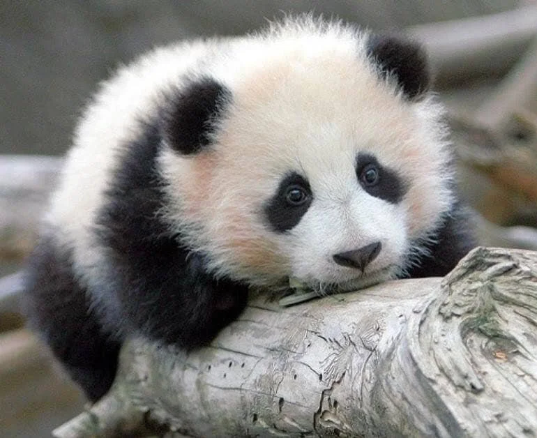 A baby panda lying on a fallen tree trunk, looking towards the camera.