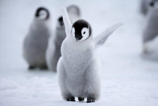 A group of baby penguins standing on snow, with one in the foreground raising a flipper.