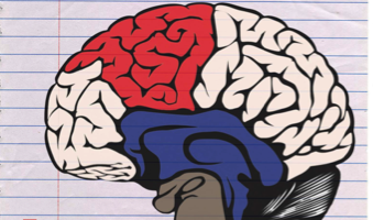 Illustration of a human brain with different regions highlighted.