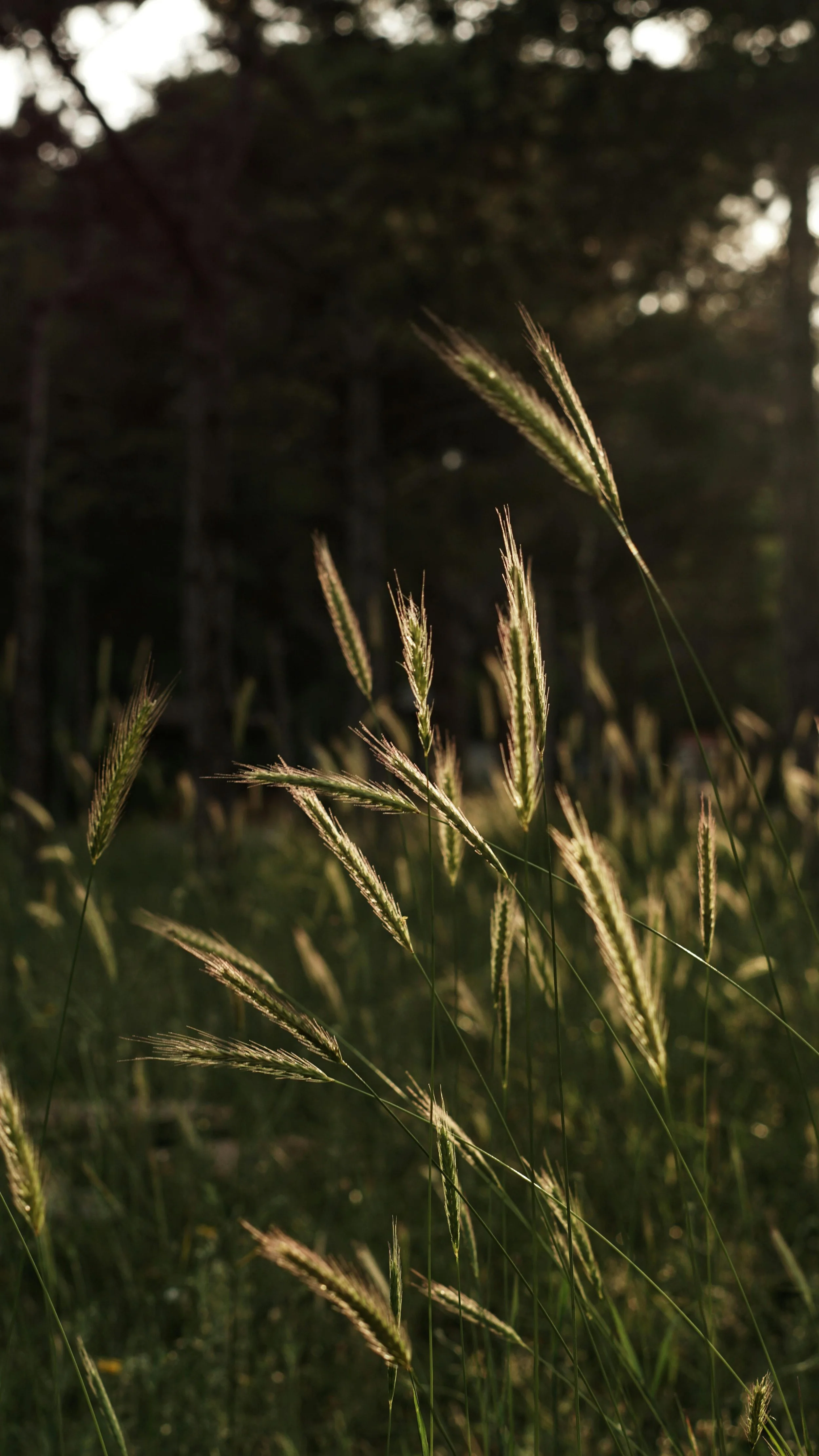 Close-up of tall grass with feathery seed heads backlit by the setting sun, in a grassy field with trees in the background.