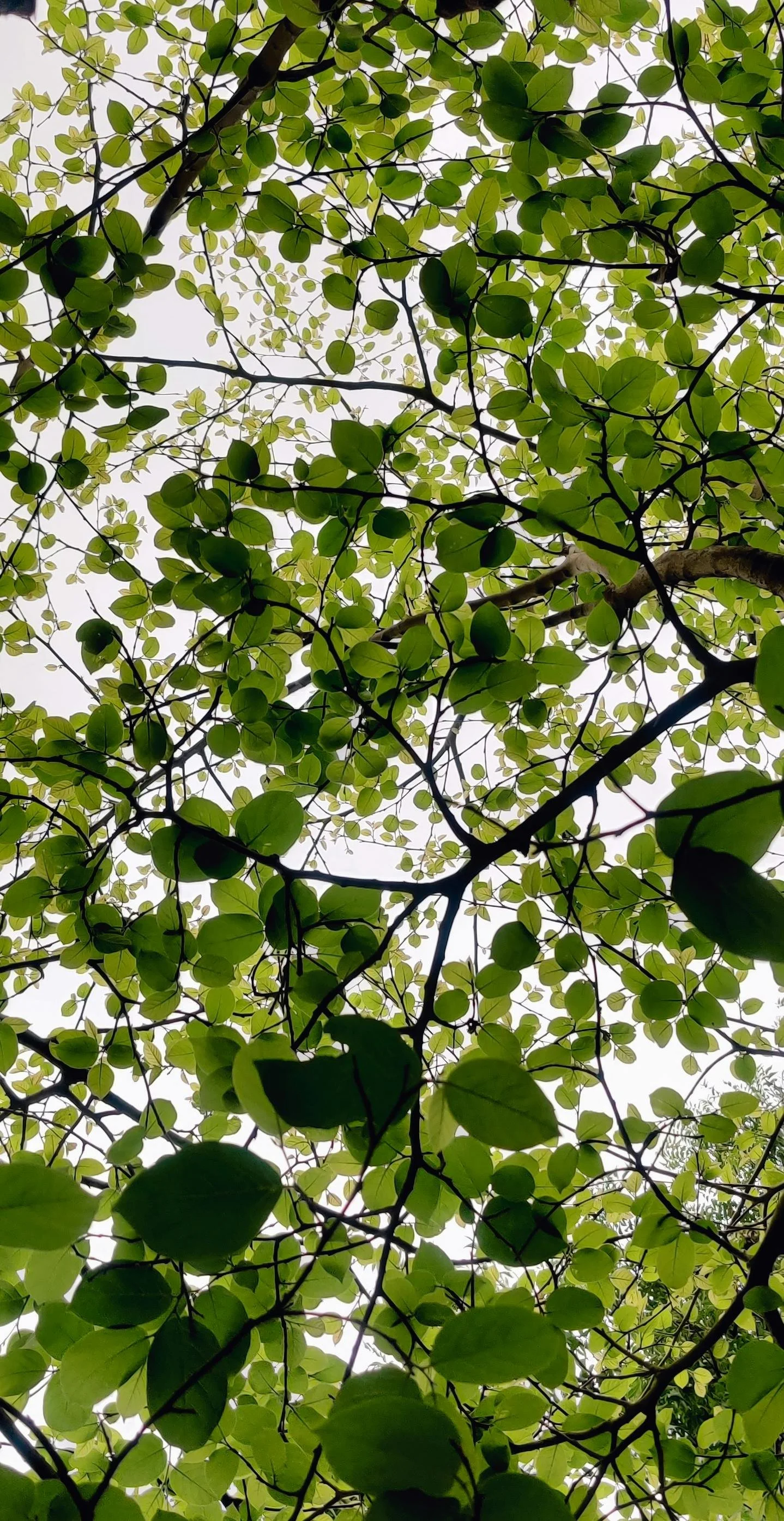 View of tree branches and green leaves against a light sky.