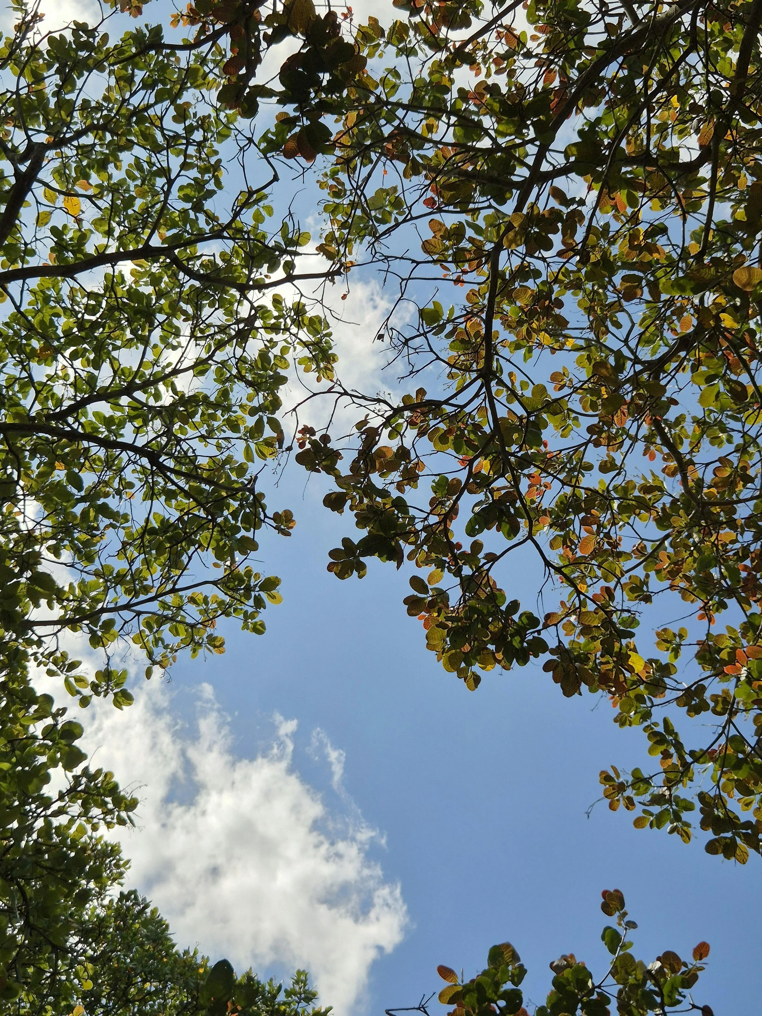 View of the sky seen through the canopy of trees with green leaves and a few clouds.