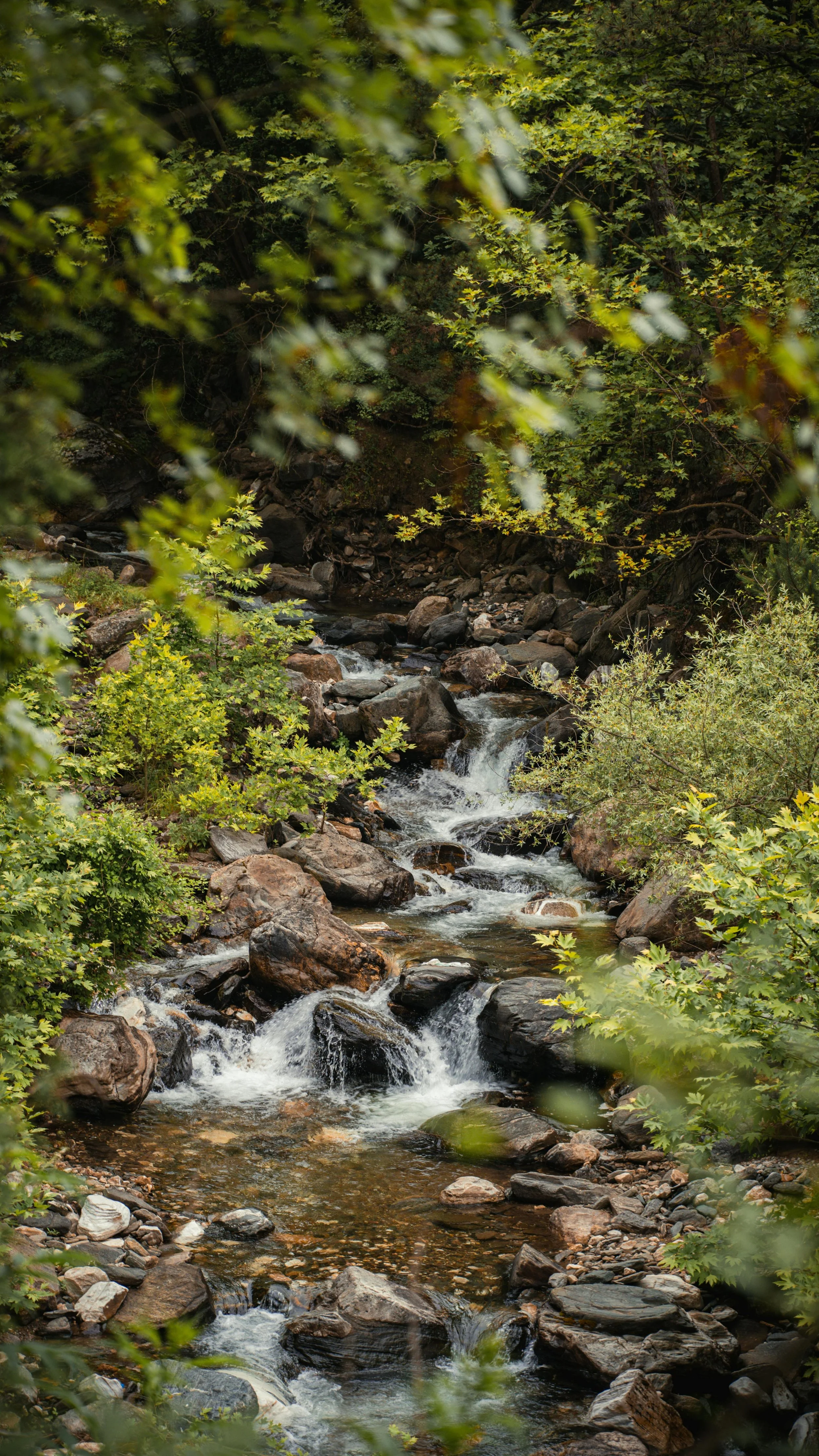 A small mountain creek flowing over rocks, surrounded by green leafy trees and shrubs.
