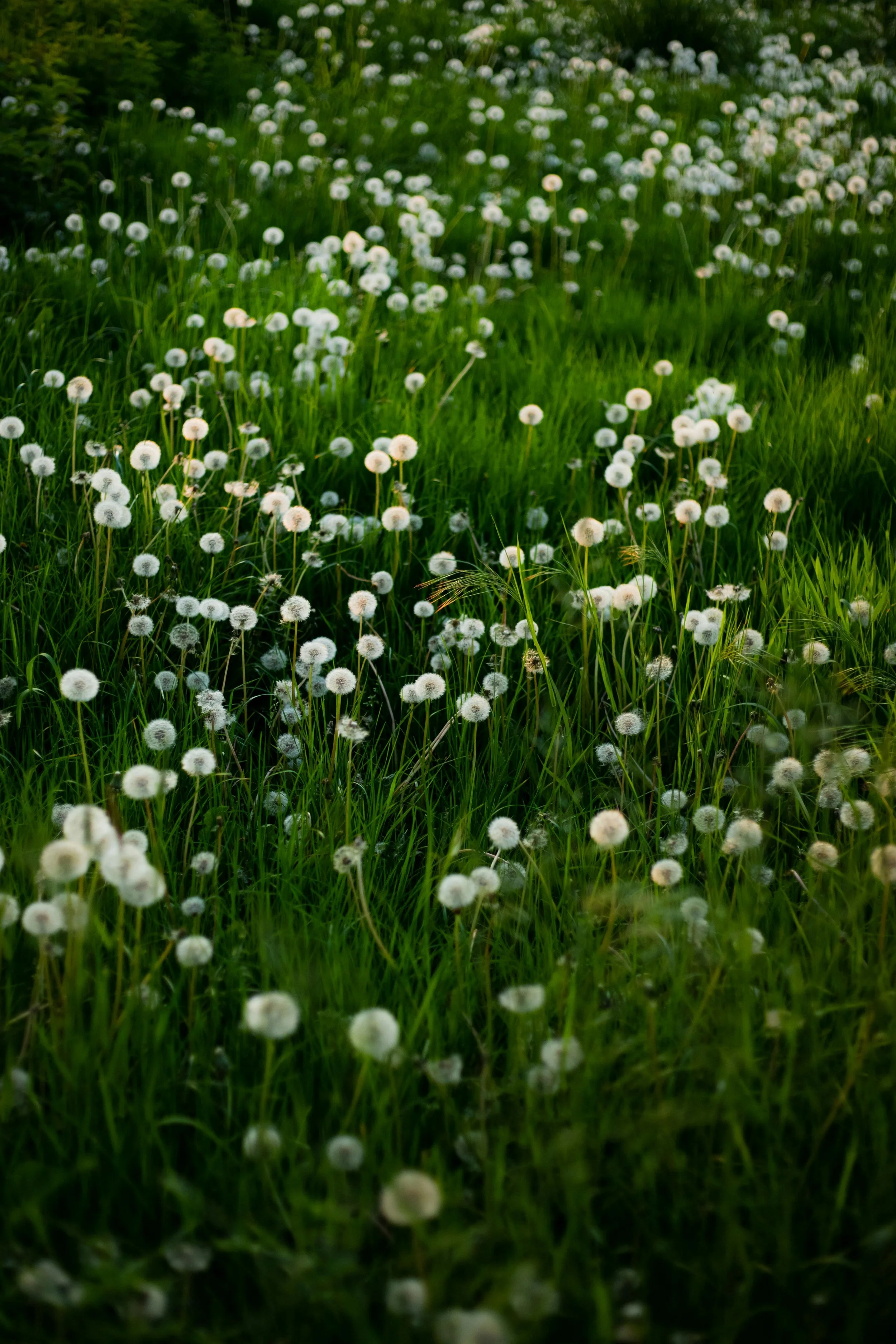 Field of green grass with numerous white dandelion seed heads scattered throughout.