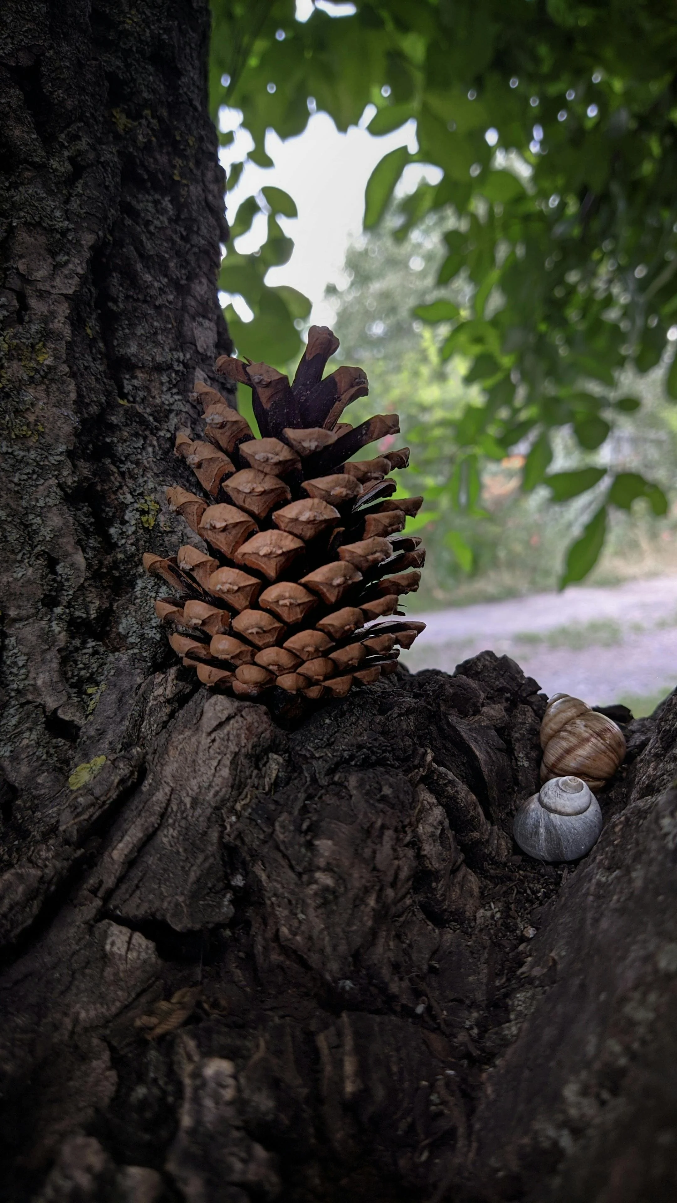 Close-up of a pine cone attached to a tree trunk with some seashells resting nearby, and green foliage in the background.