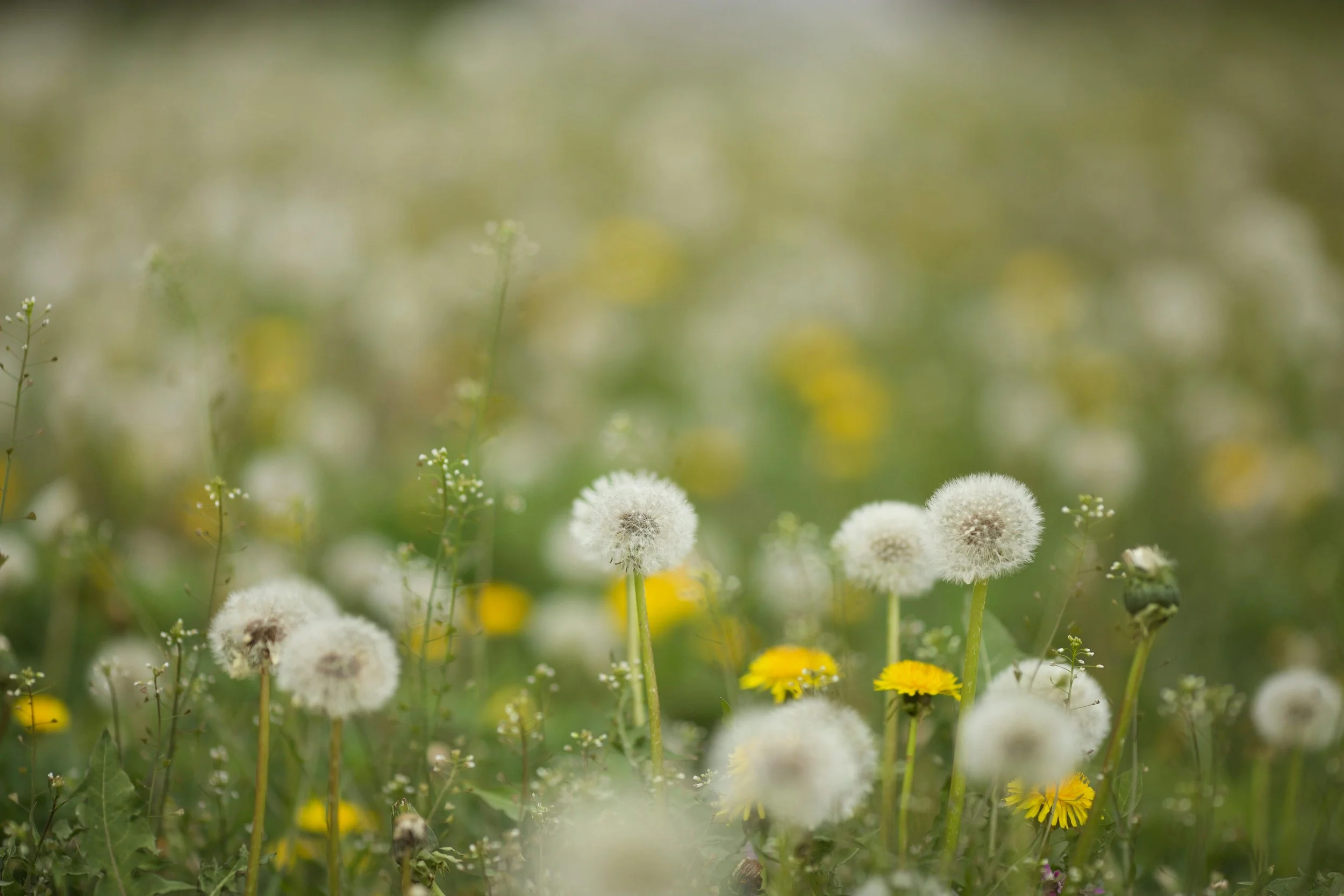 Close-up of a field with dandelions and small yellow flowers, some dandelions are white and fluffy seed heads, with a blurred green background.