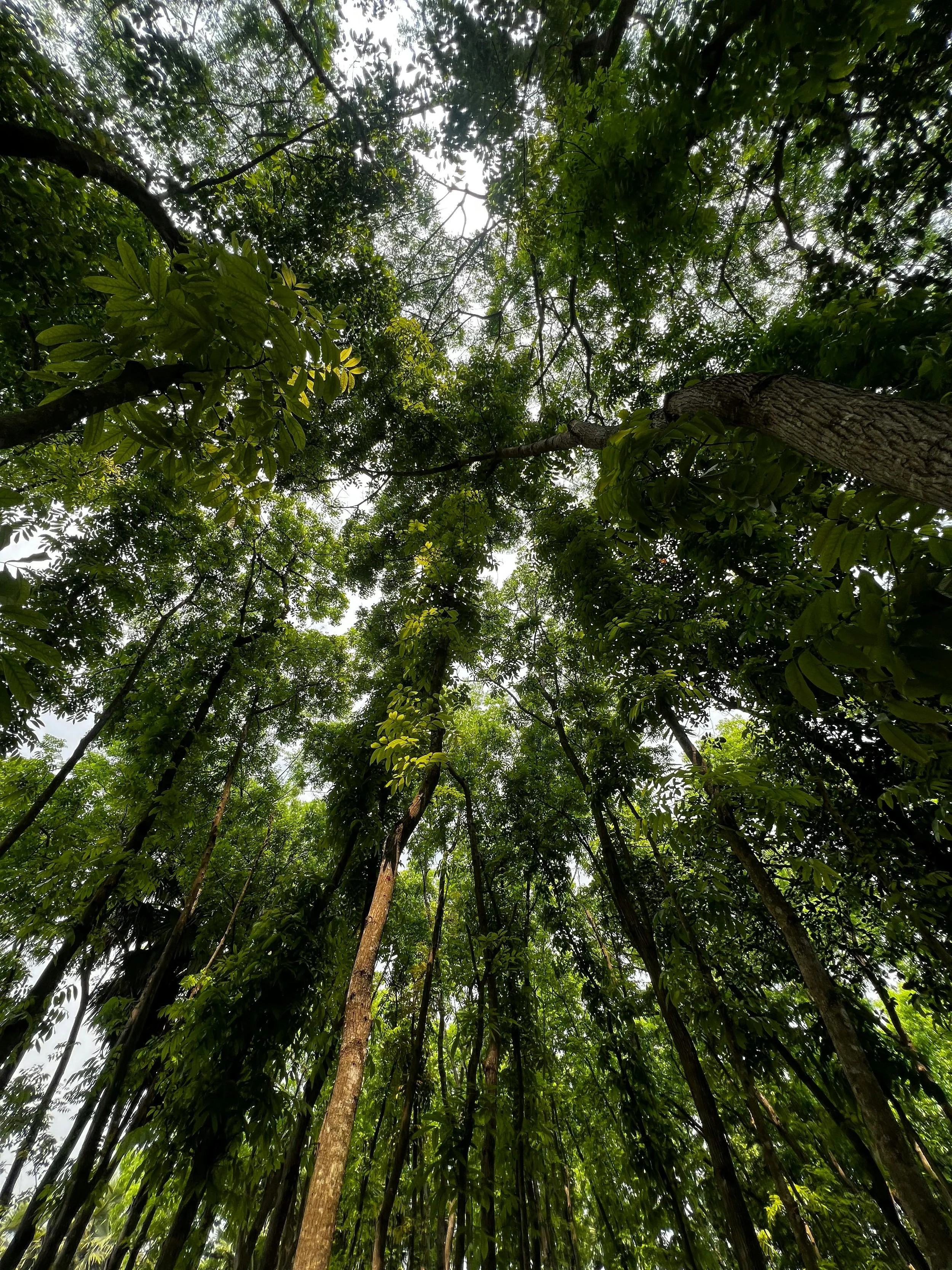 Looking up at tall green trees with thick foliage and branches, with a bright sky visible through the leaves.